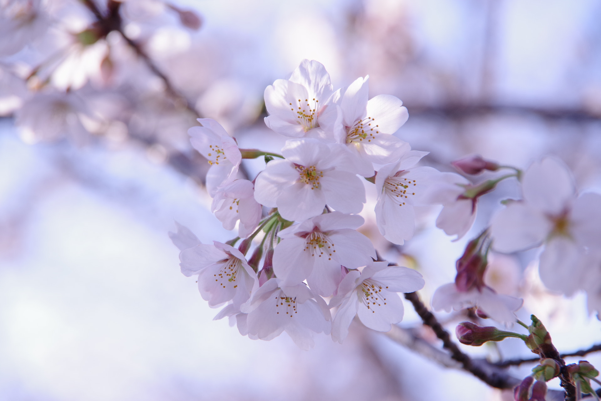 Pentax K-70 sample photo. Sakura photography