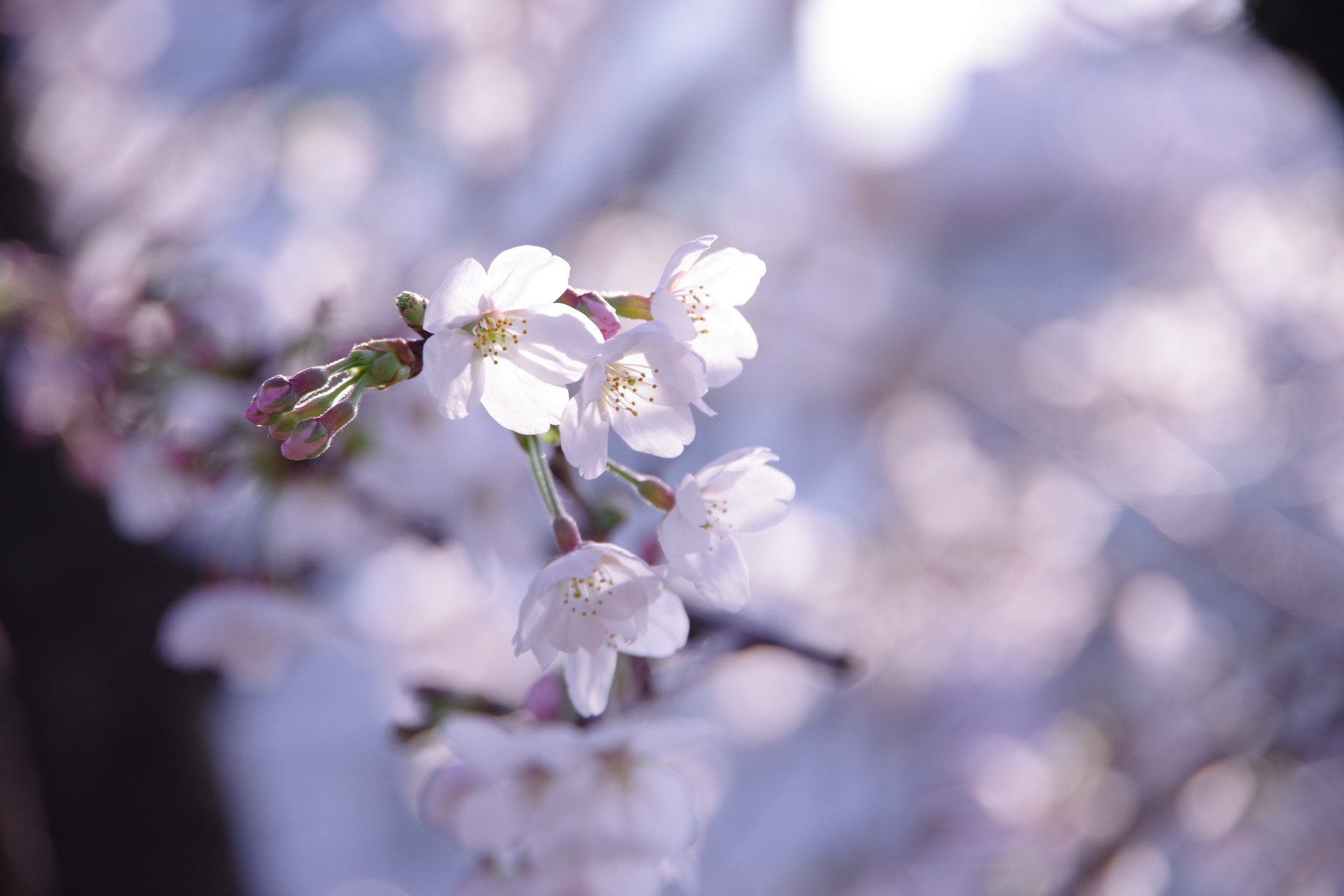 Pentax K-70 sample photo. Sakura photography