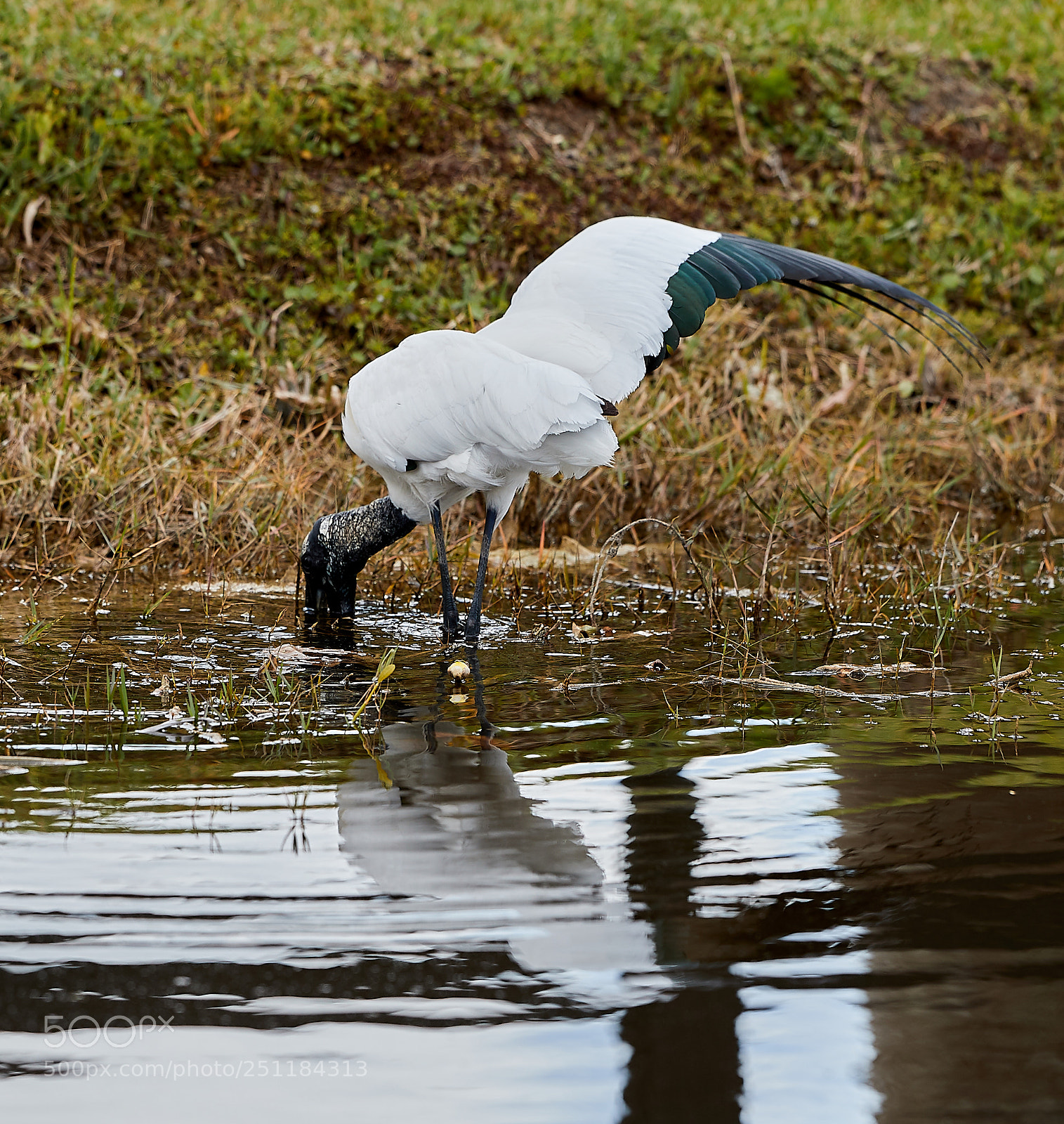 Canon EOS-1D X Mark II sample photo. 03-28-18-0009758.jpg photography