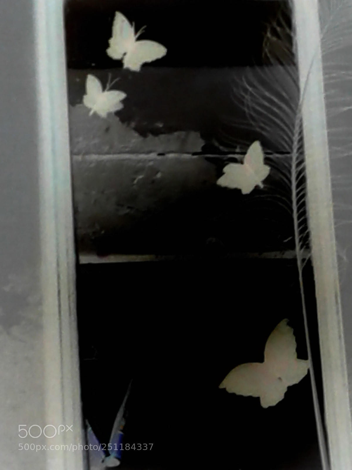 Samsung Galaxy J2 sample photo. Butterflies in black photography