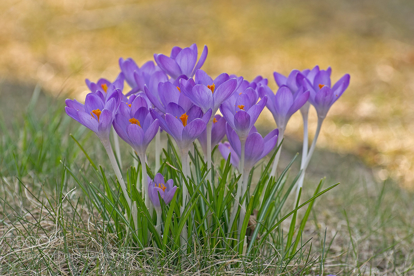 Pentax K-5 sample photo. Krokusse photography