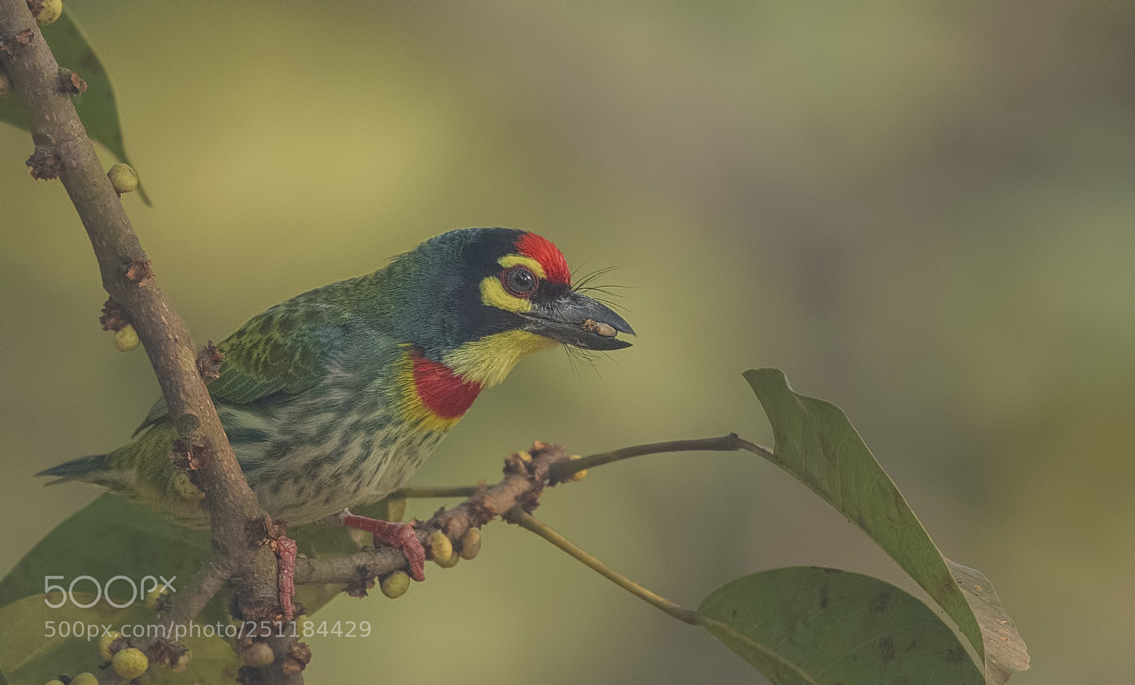 Nikon D500 sample photo. Coppersmith barbet photography