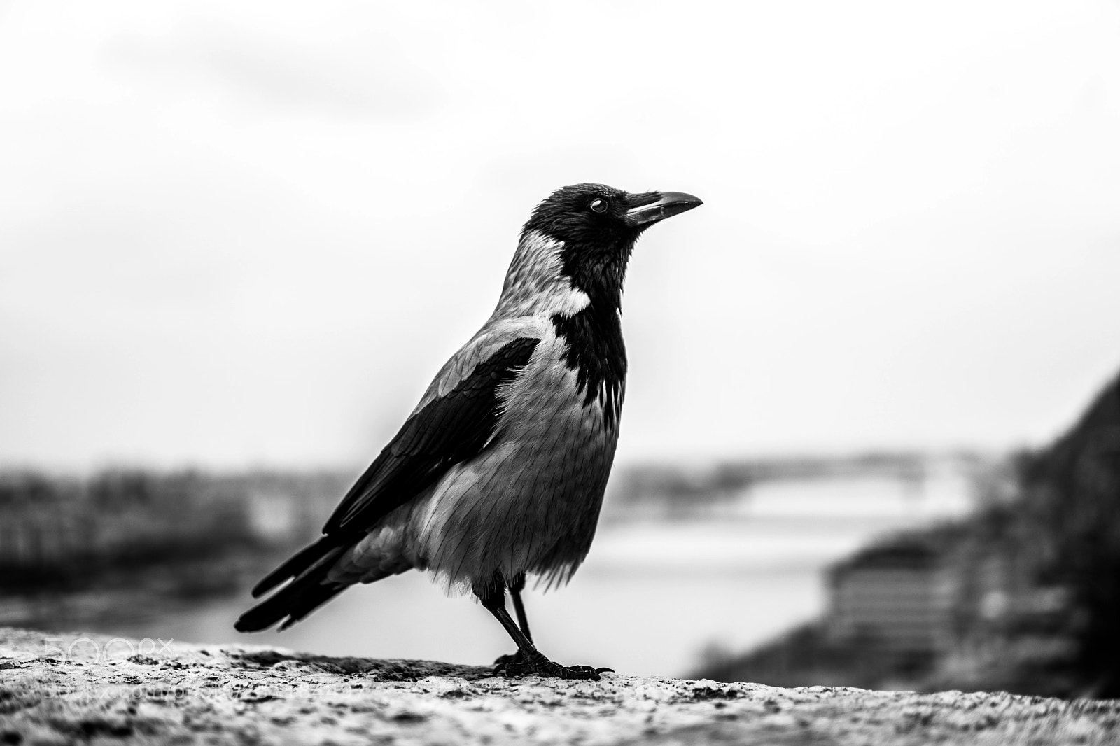 Sony a6500 sample photo. Hooded crow photography
