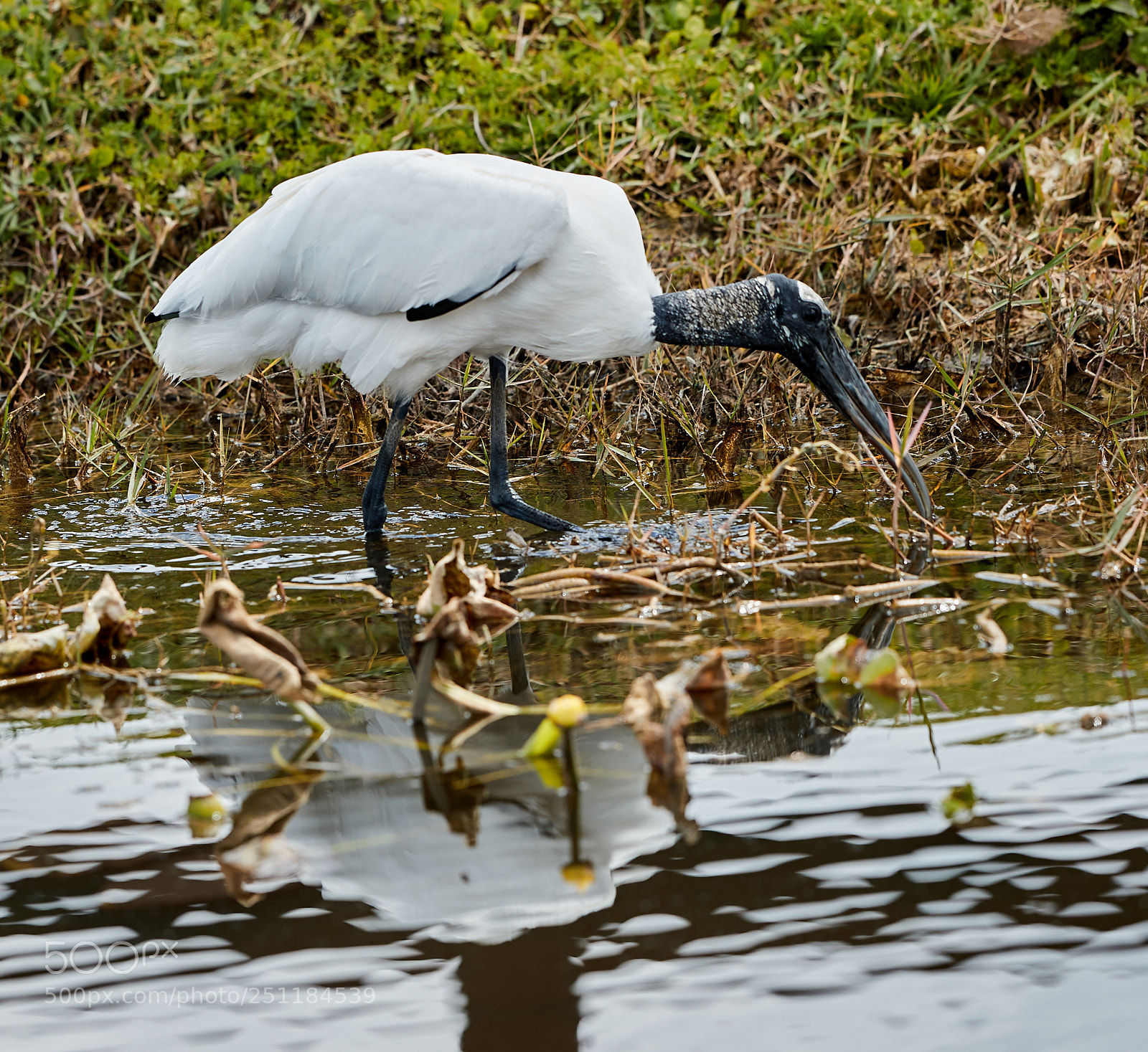 Canon EOS-1D X Mark II sample photo. 03-28-18-0009744.jpg photography