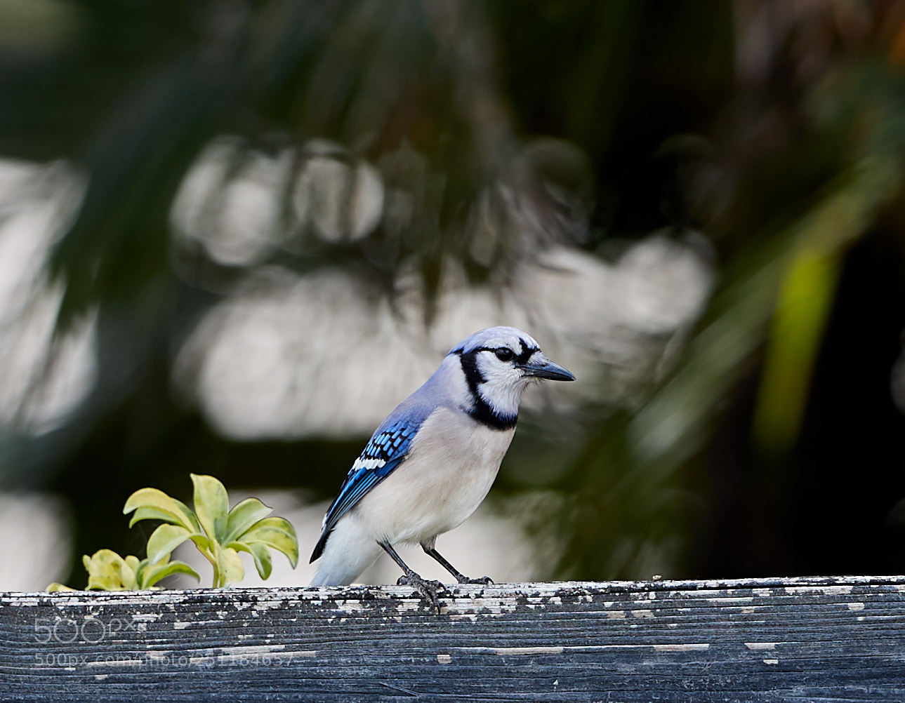Canon EOS-1D X Mark II sample photo. 03-28-18-0009736.jpg photography