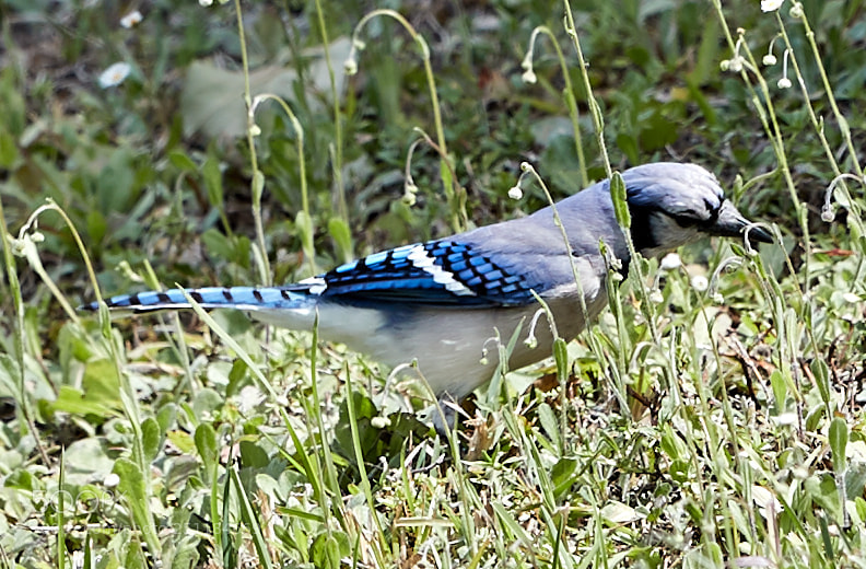 Canon EOS-1D X Mark II sample photo. 03-28-18-0009732.jpg photography