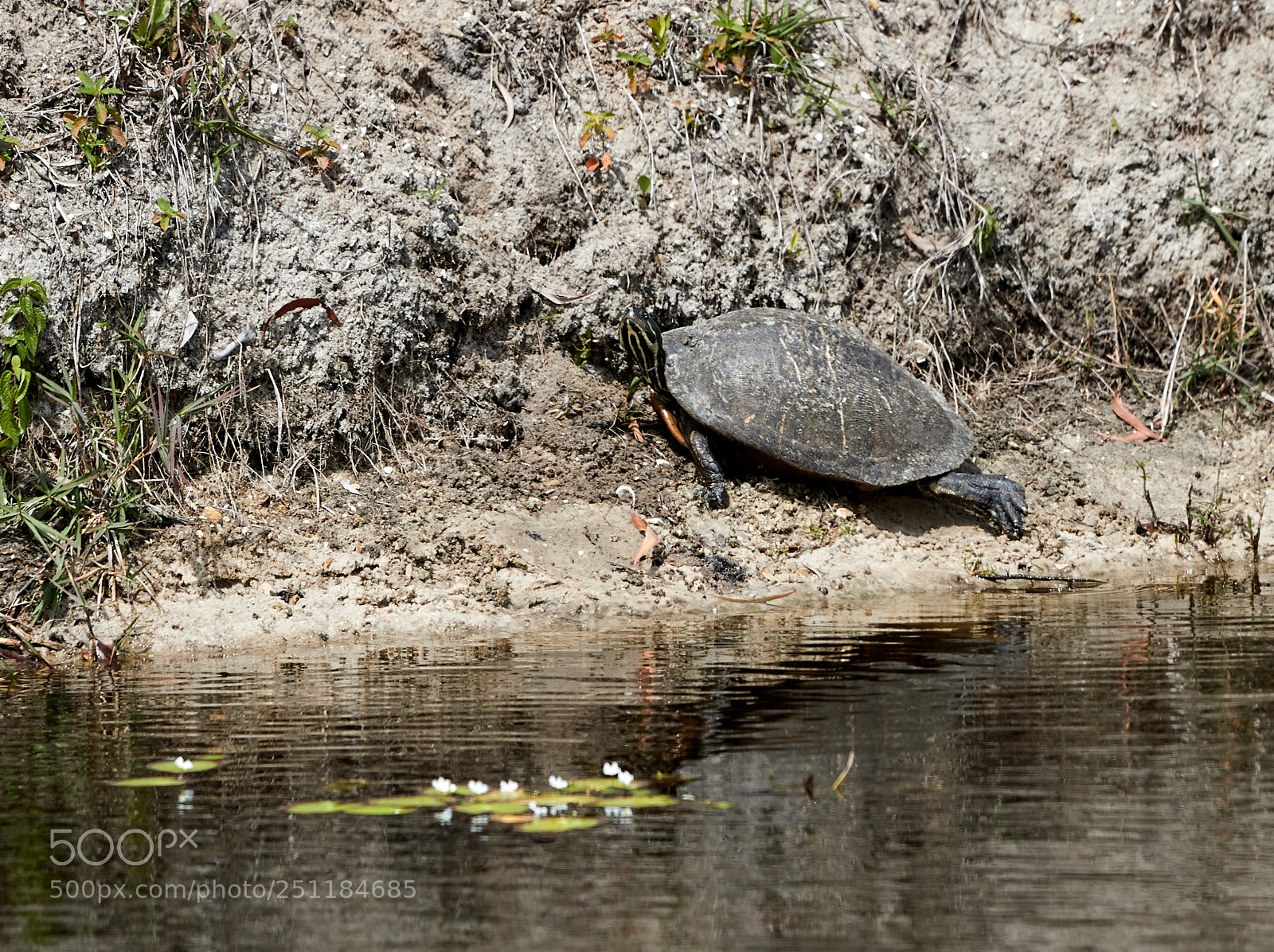 Canon EOS-1D X Mark II sample photo. 03-28-18-0009726.jpg photography