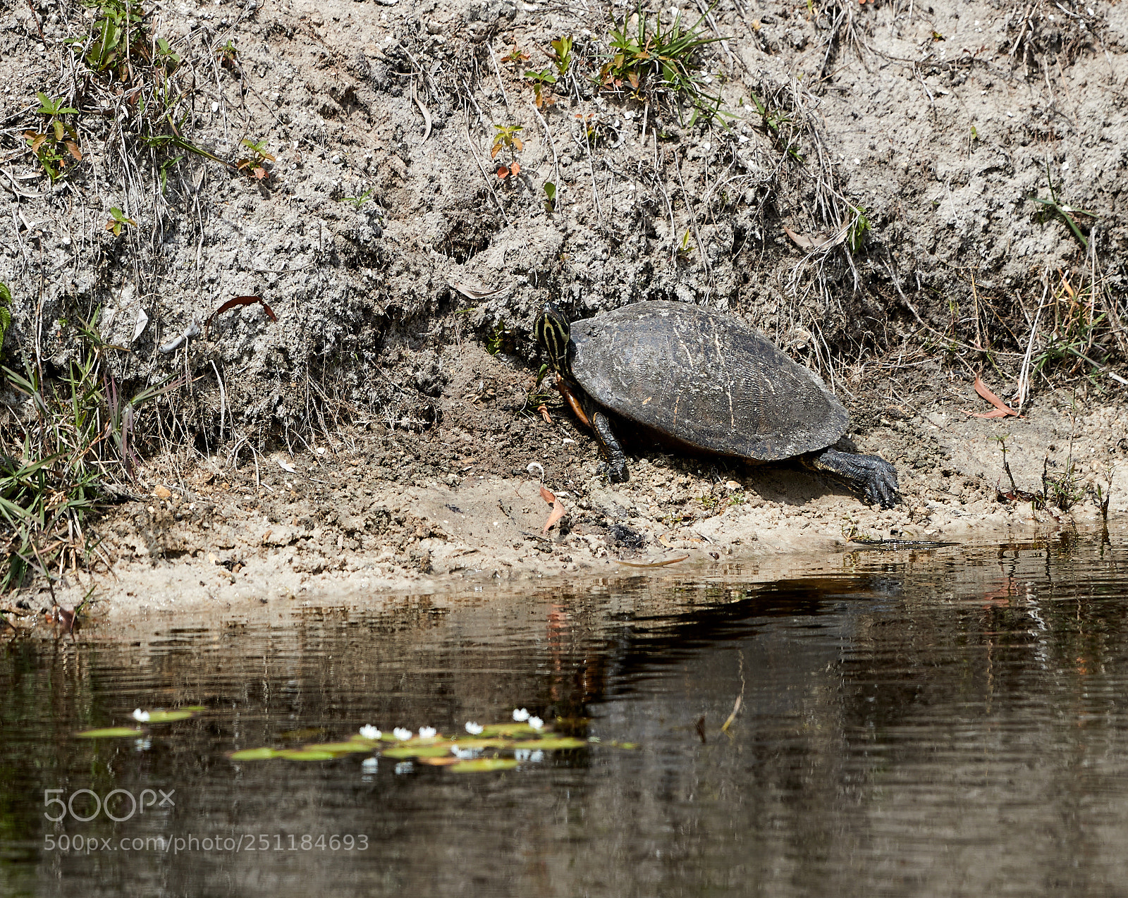 Canon EOS-1D X Mark II sample photo. 03-28-18-0009724.jpg photography