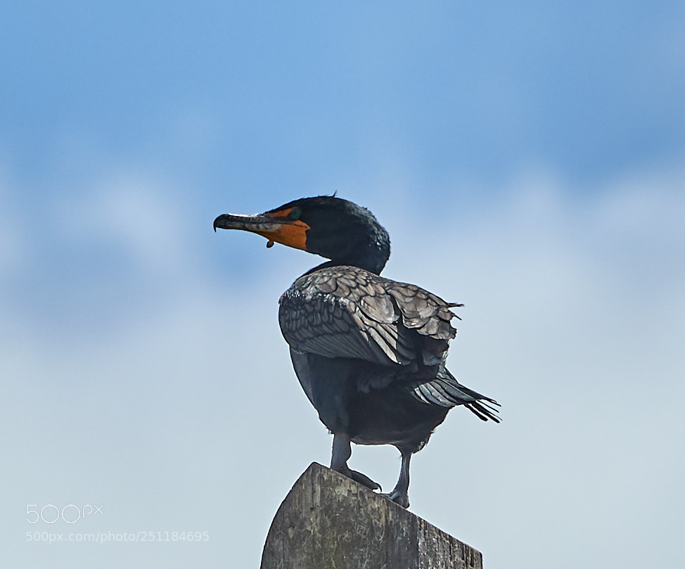 Canon EOS-1D X Mark II sample photo. 03-28-18-0009723.jpg photography