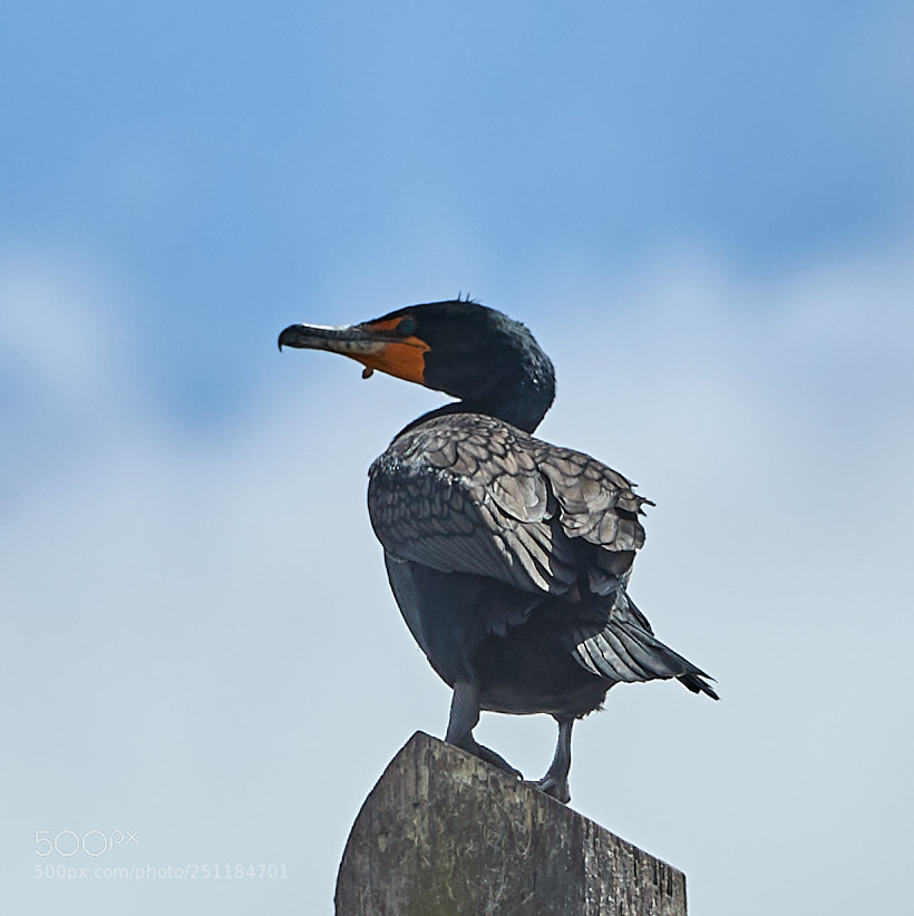 Canon EOS-1D X Mark II sample photo. 03-28-18-0009722.jpg photography