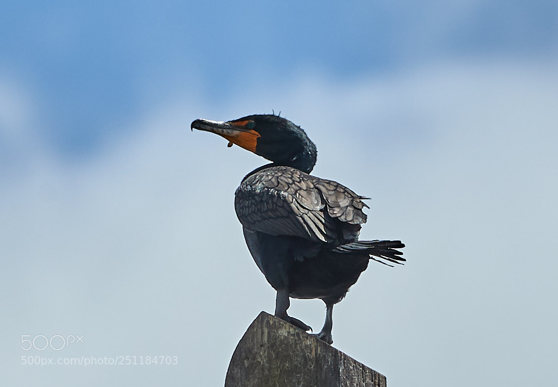 Canon EOS-1D X Mark II sample photo. 03-28-18-0009721.jpg photography