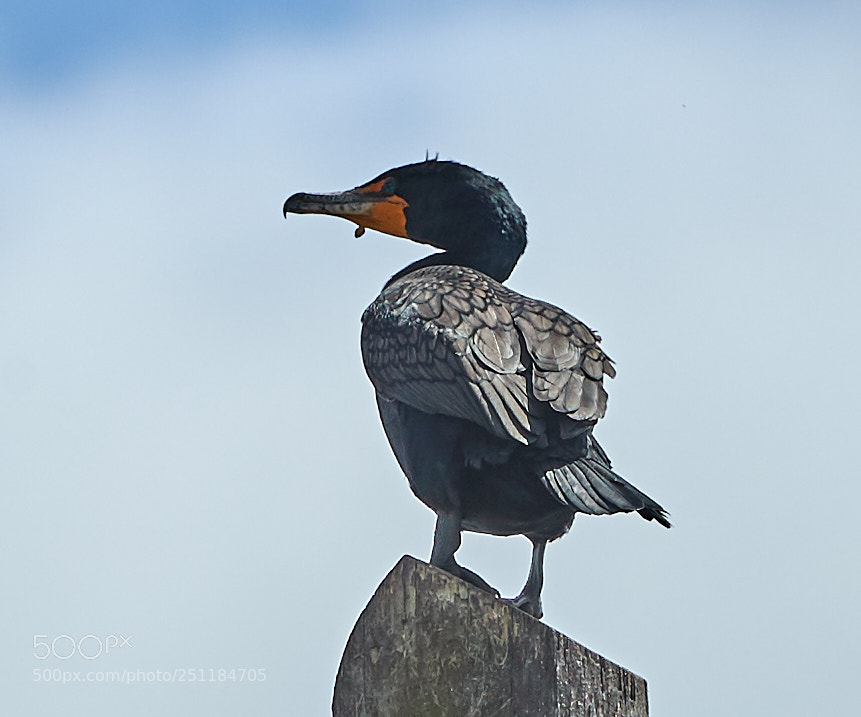 Canon EOS-1D X Mark II sample photo. 03-28-18-0009720.jpg photography