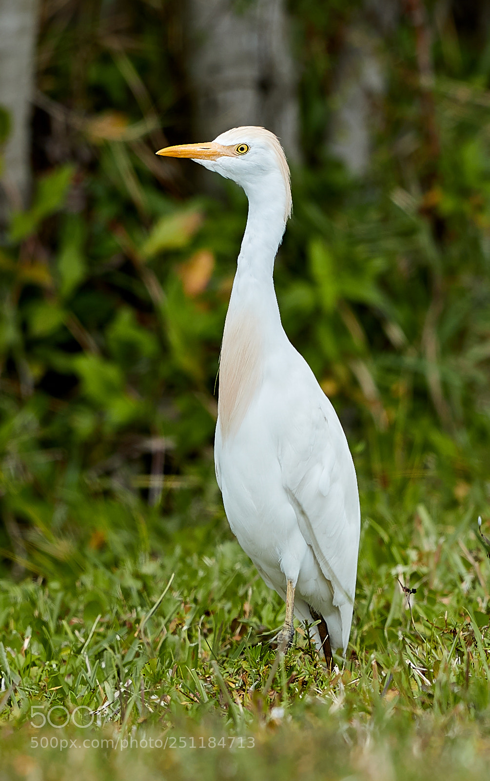 Canon EOS-1D X Mark II sample photo. 03-28-18-0009717.jpg photography