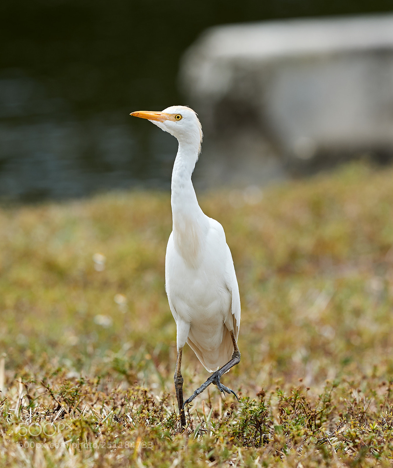 Canon EOS-1D X Mark II sample photo. 03-28-18-0009714.jpg photography