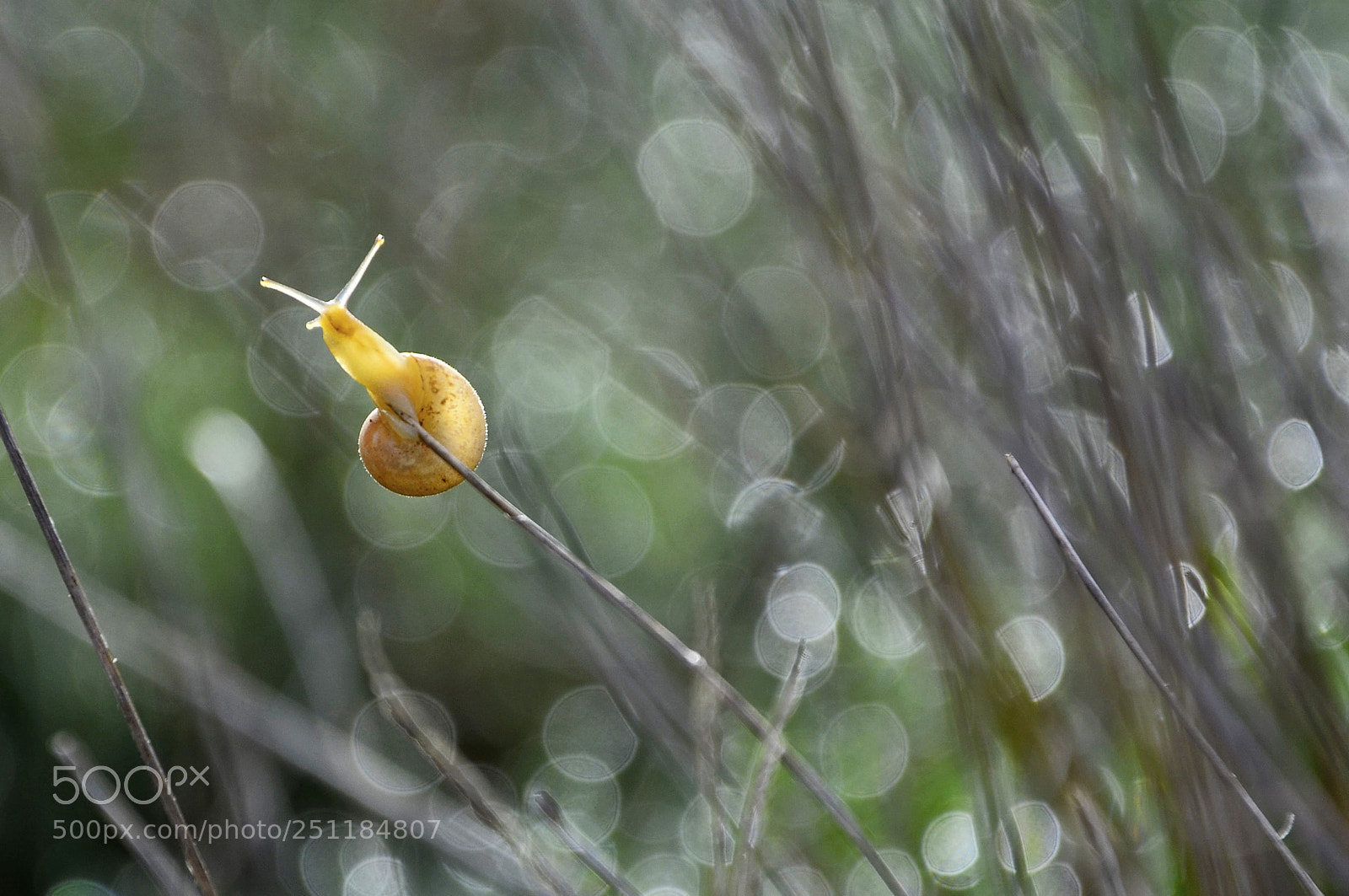 Nikon D7000 sample photo. Little snail with bokeh photography