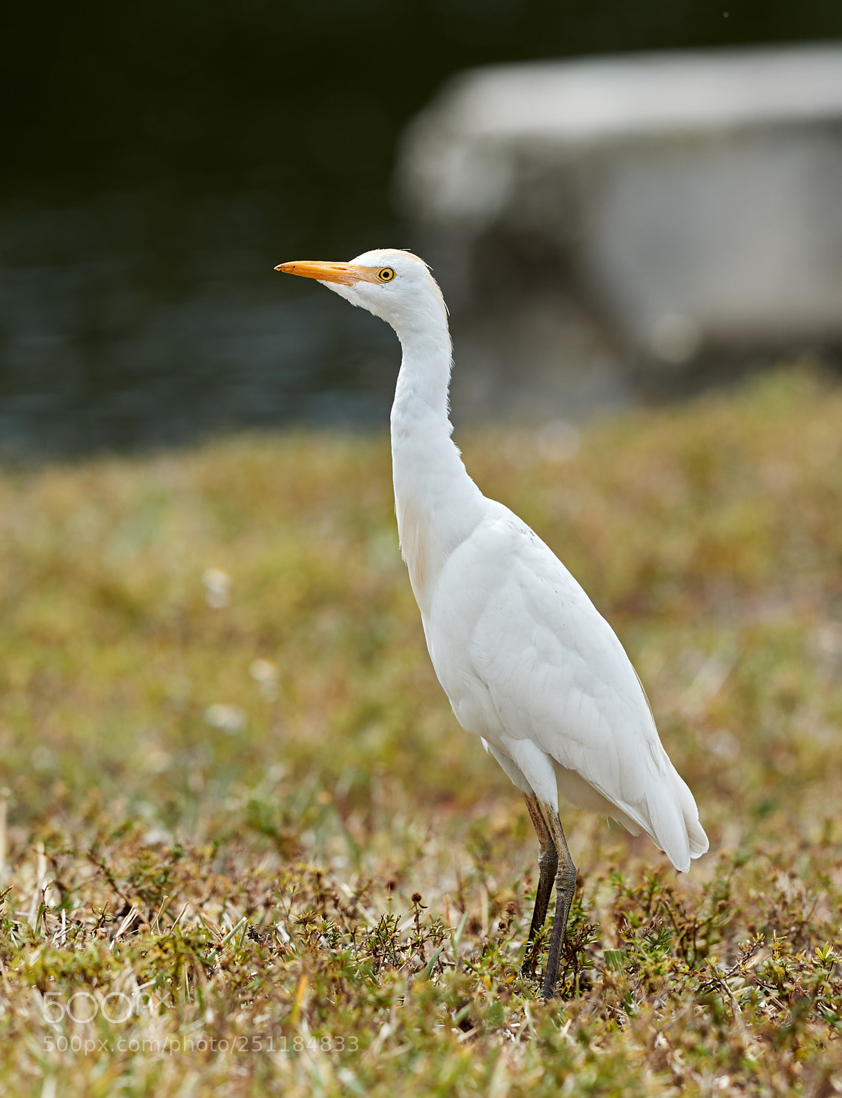 Canon EOS-1D X Mark II sample photo. 03-28-18-0009713.jpg photography