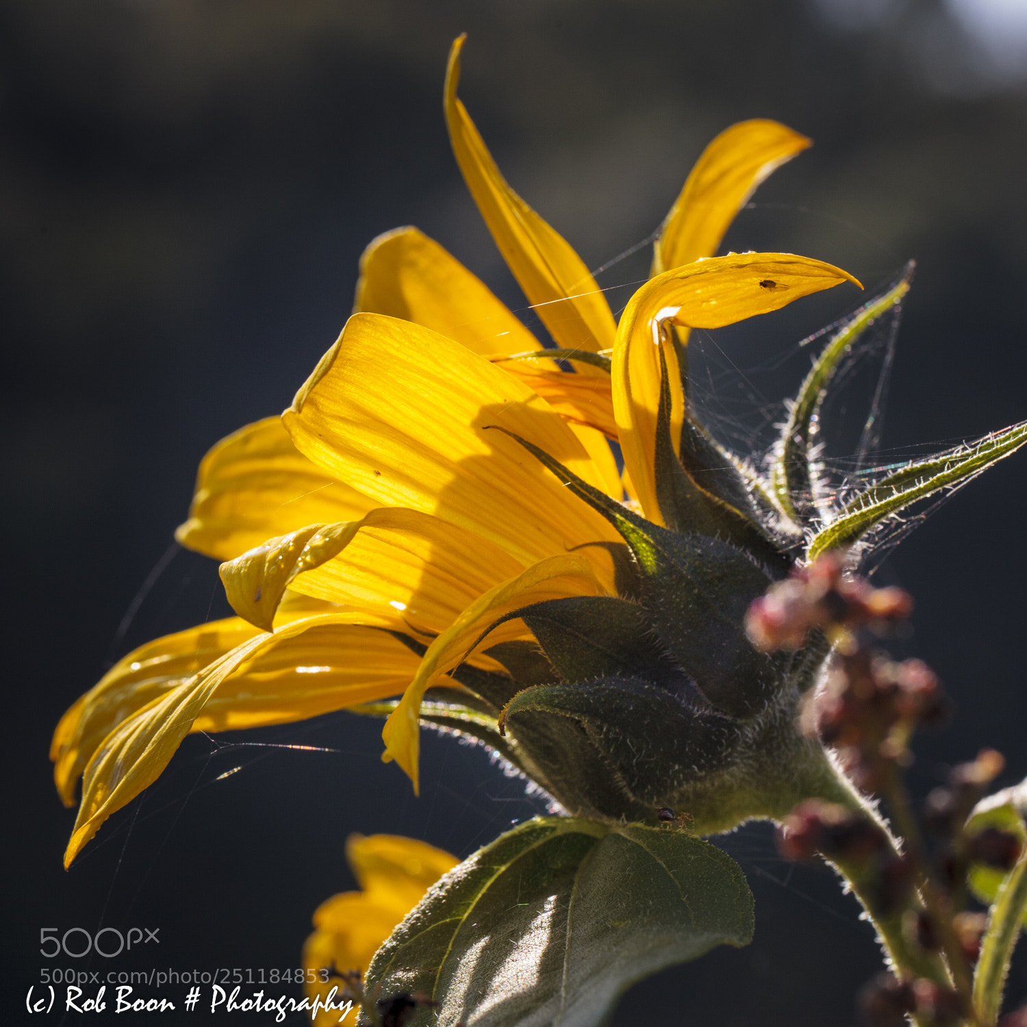 Canon EOS 5D Mark II sample photo. Sunflower photography