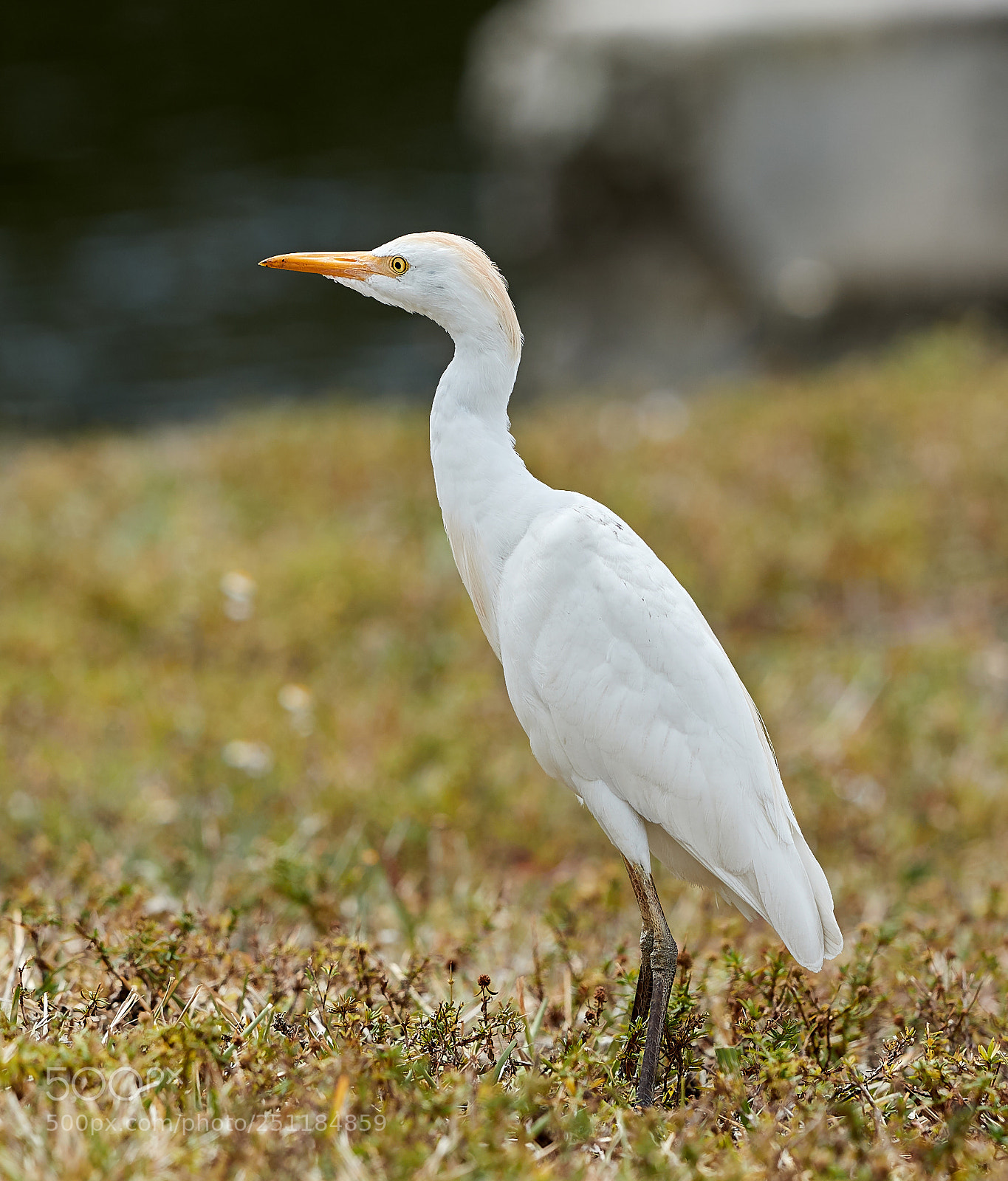 Canon EOS-1D X Mark II sample photo. 03-28-18-0009712.jpg photography