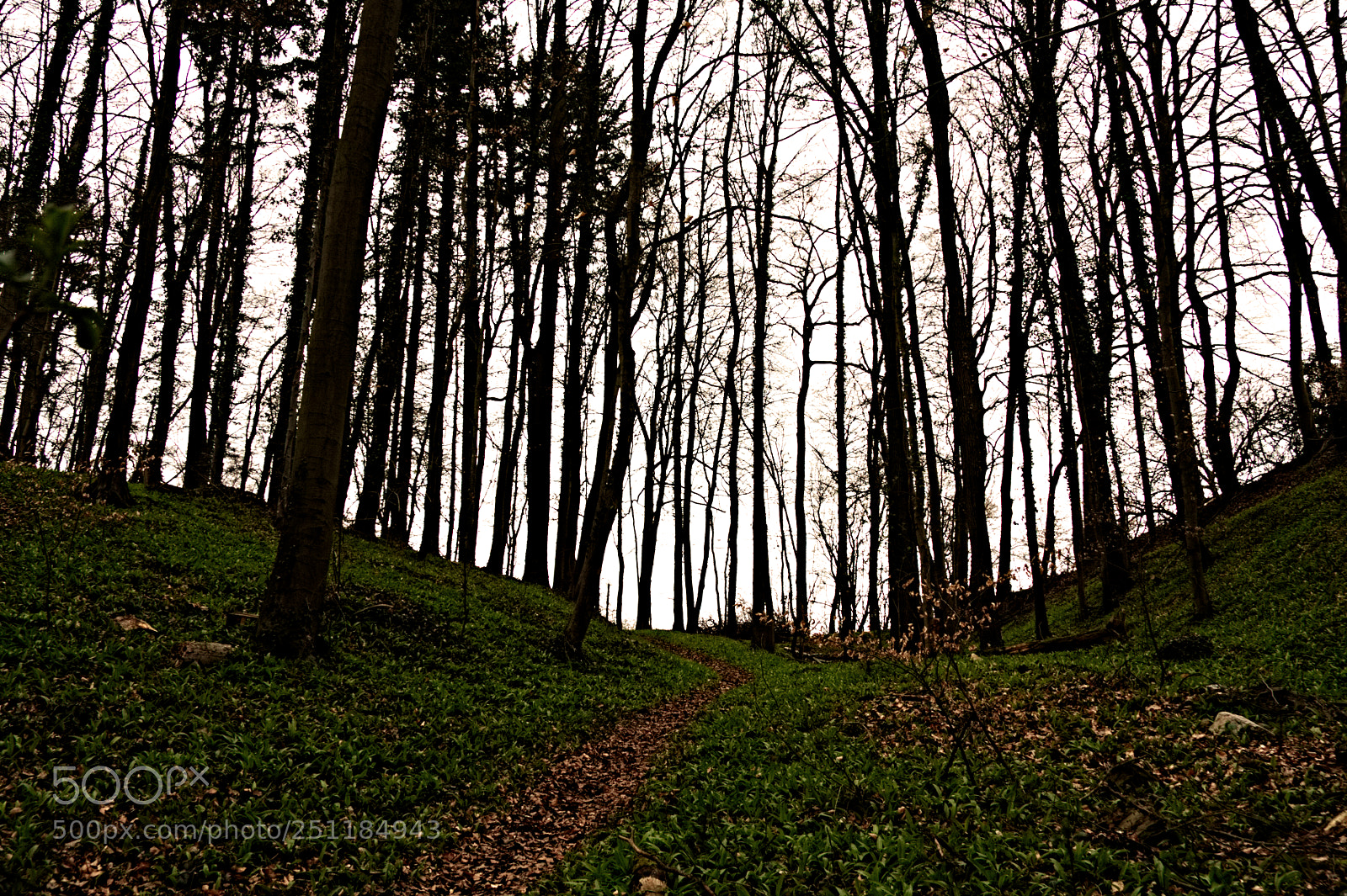 Canon EOS 40D sample photo. Treejail photography