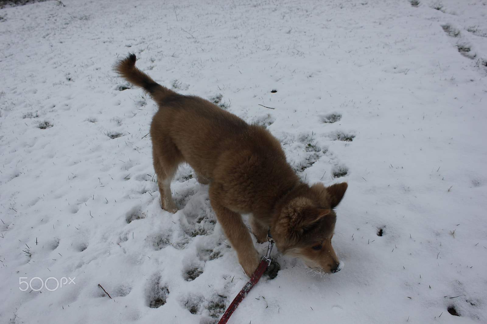 Canon EOS 550D (EOS Rebel T2i / EOS Kiss X4) sample photo. Akira im schnee photography
