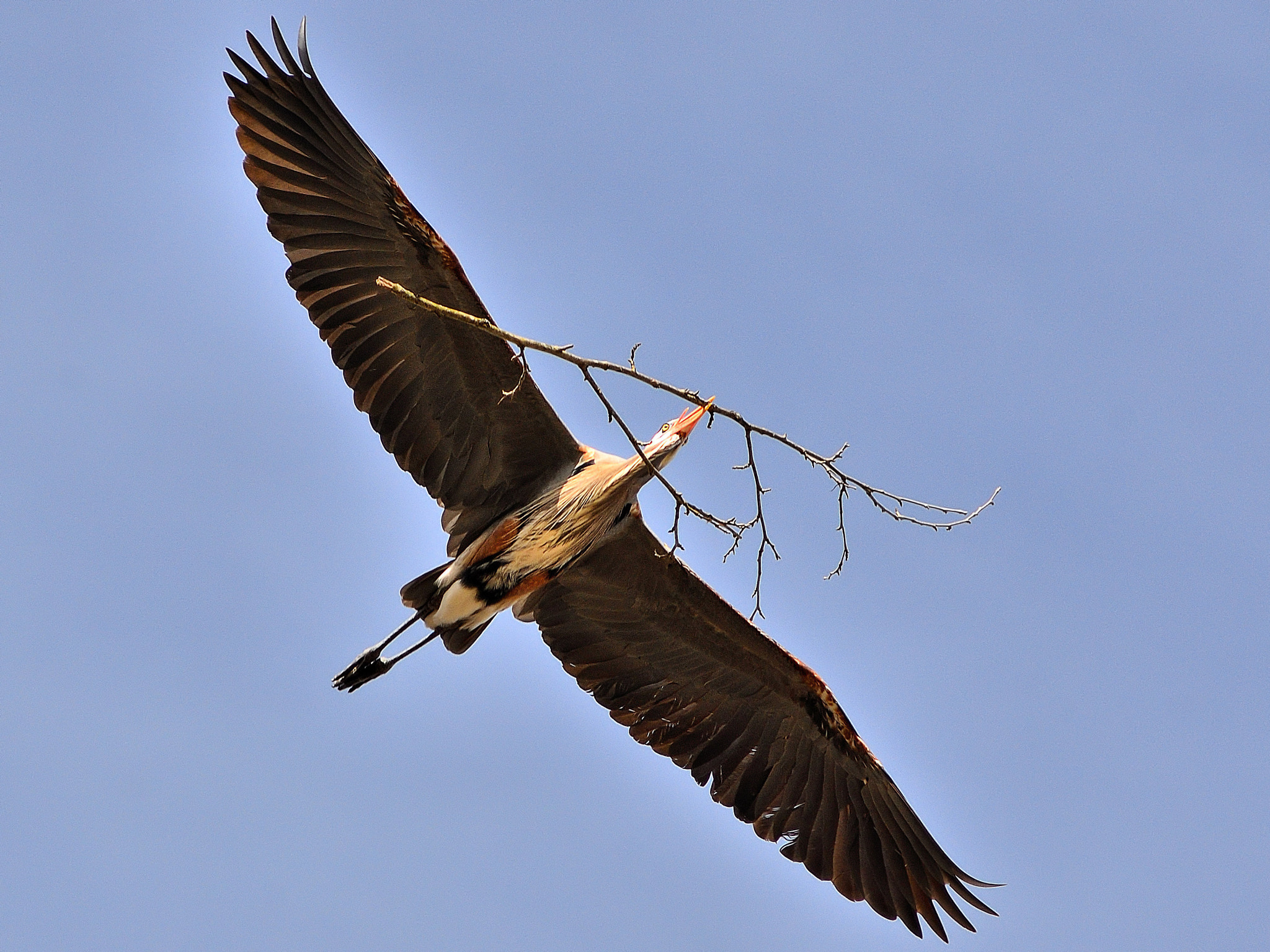 AF Zoom-Nikkor 75-300mm f/4.5-5.6 sample photo. Carrying construction material photography