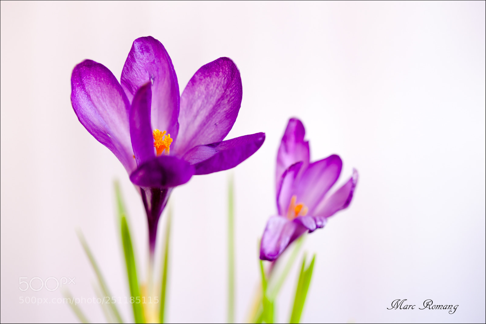 Canon EOS 5D Mark II sample photo. Premi res fleurs du photography