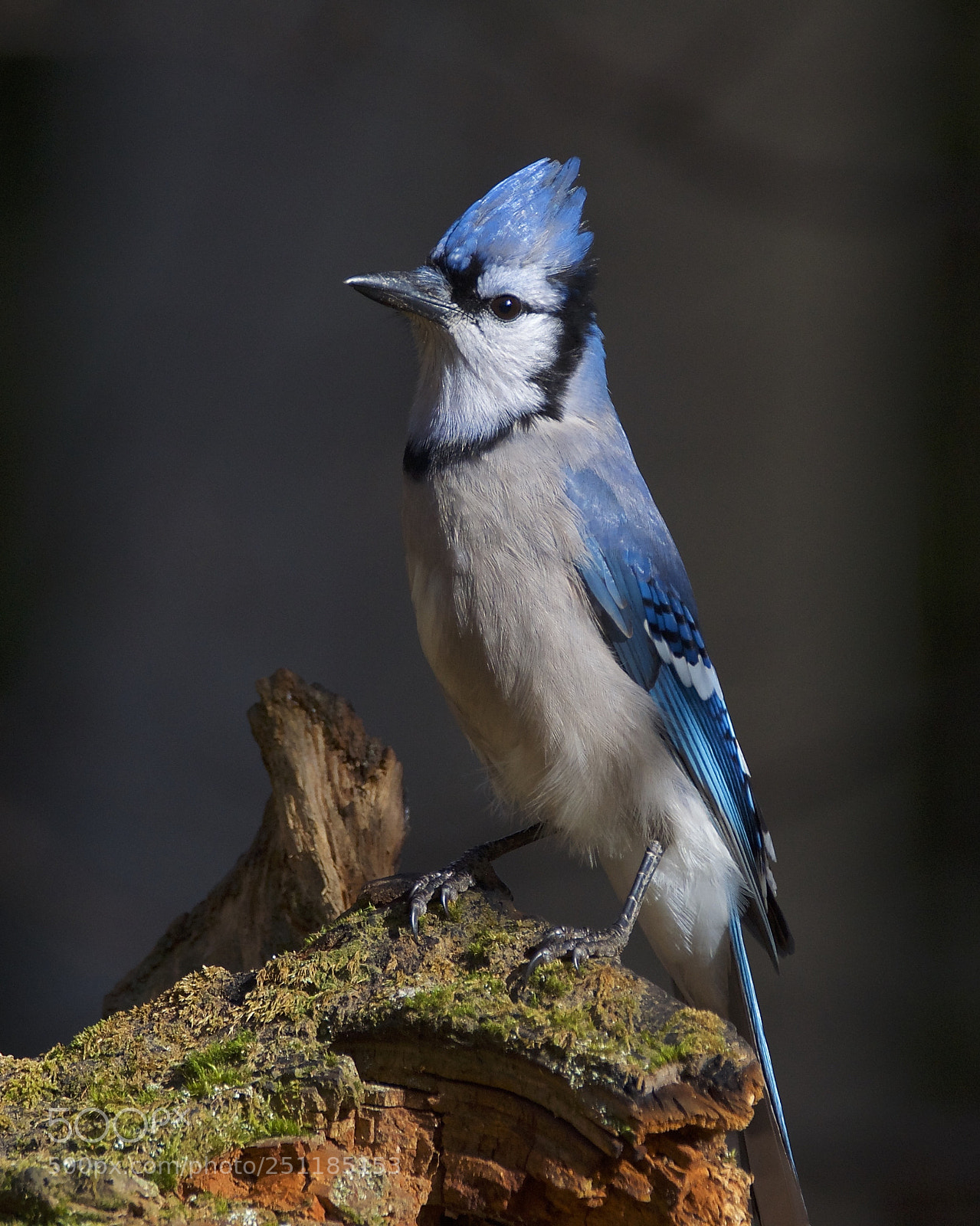 Nikon D7000 sample photo. Blue jay photography