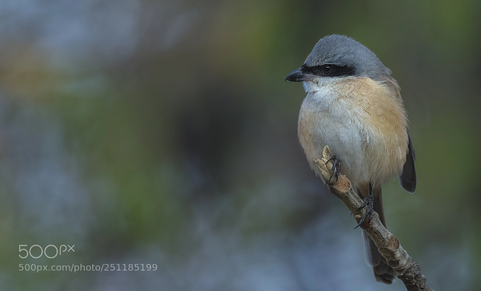 Nikon D500 sample photo. Long tailed shrike photography