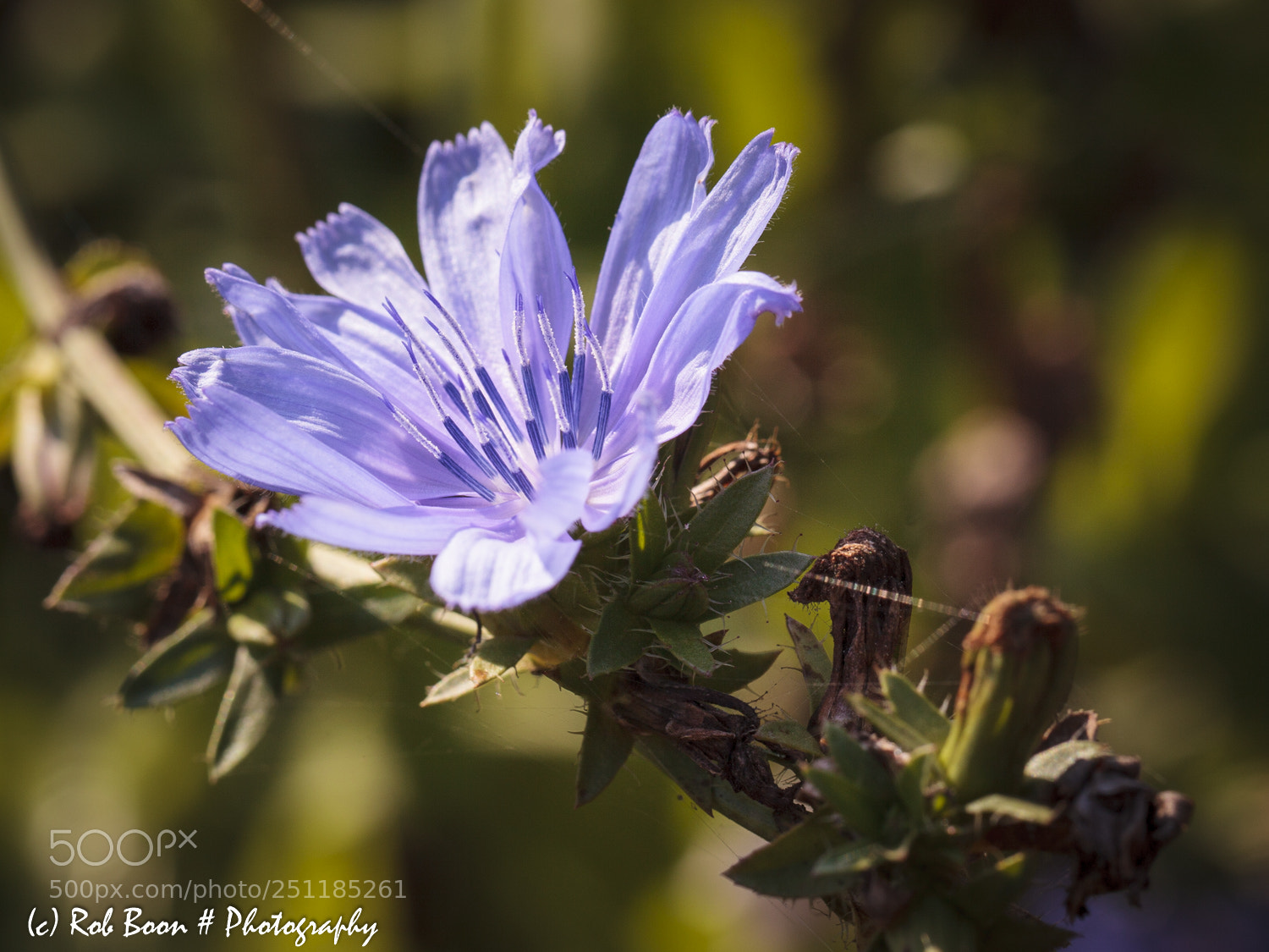 Canon EOS 5D Mark II sample photo. Wildflower photography