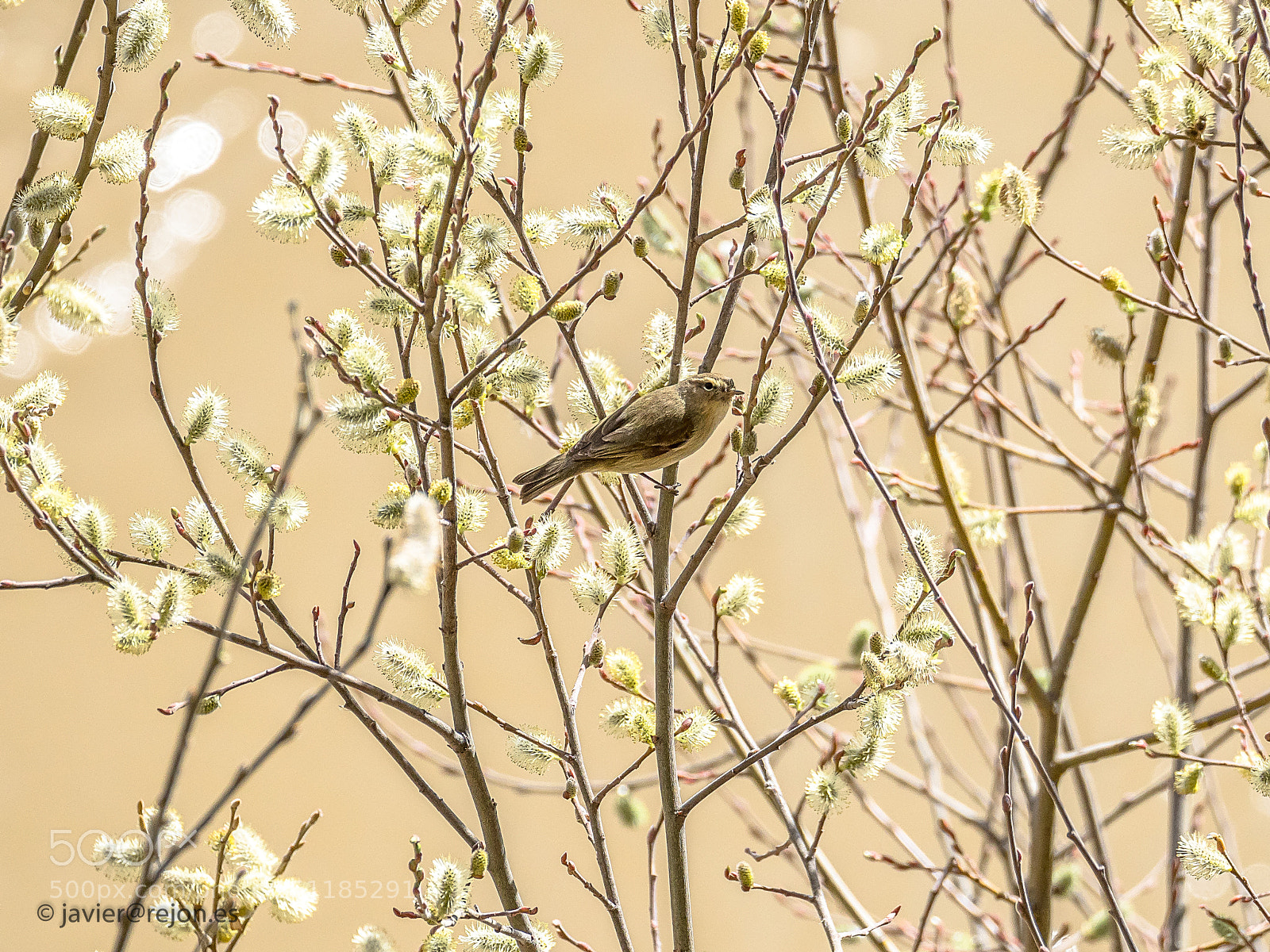 Olympus OM-D E-M1 Mark II sample photo. Common chiffchaff photography