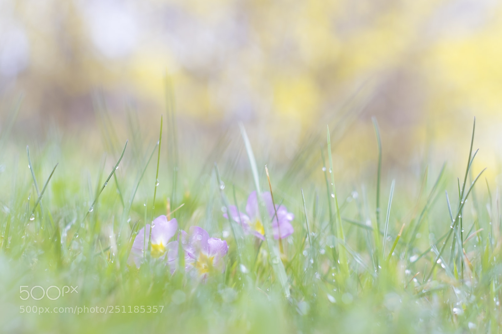 Fujifilm X-T1 sample photo. Dreamy a photography