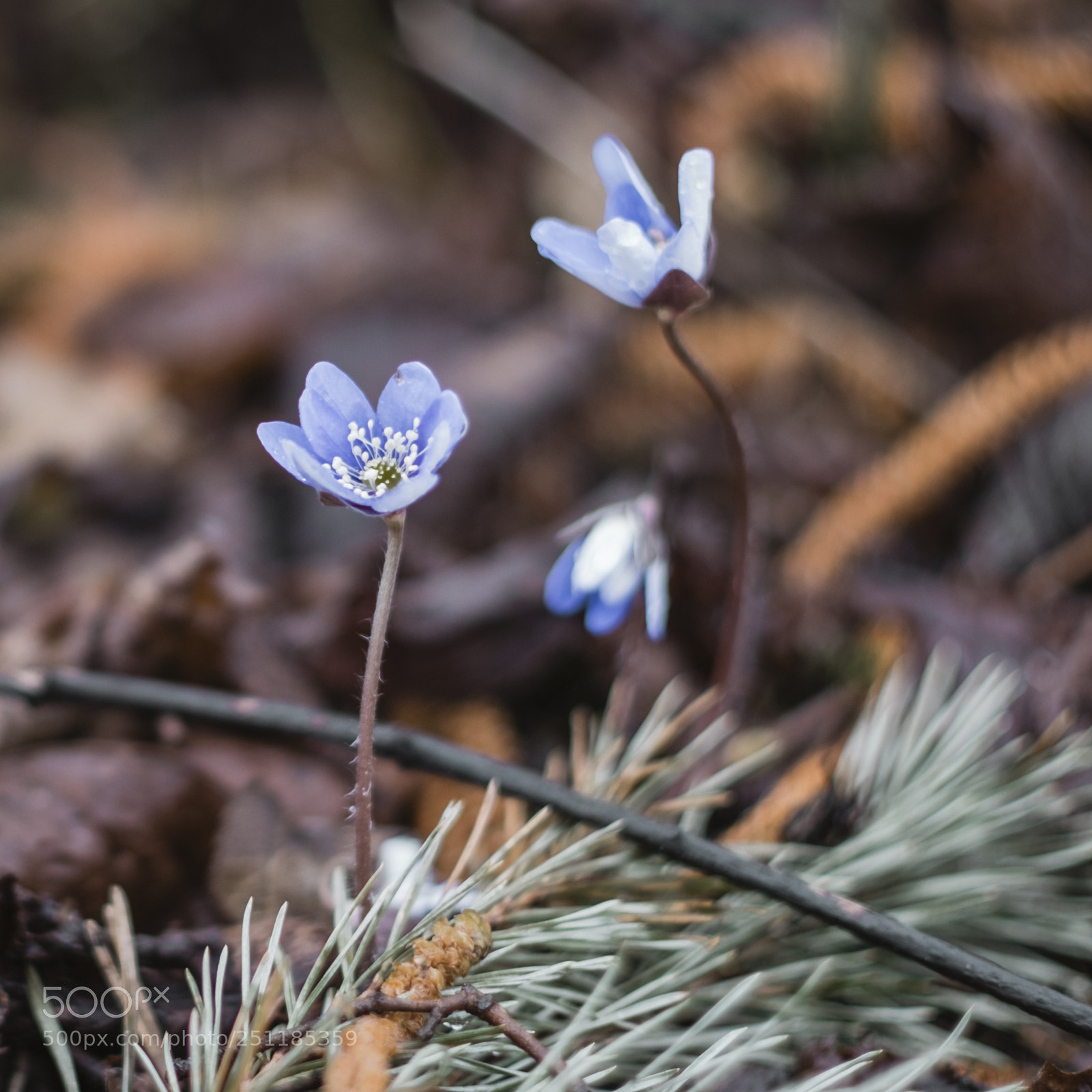 Fujifilm X-T1 sample photo. Leberbluemchen photography