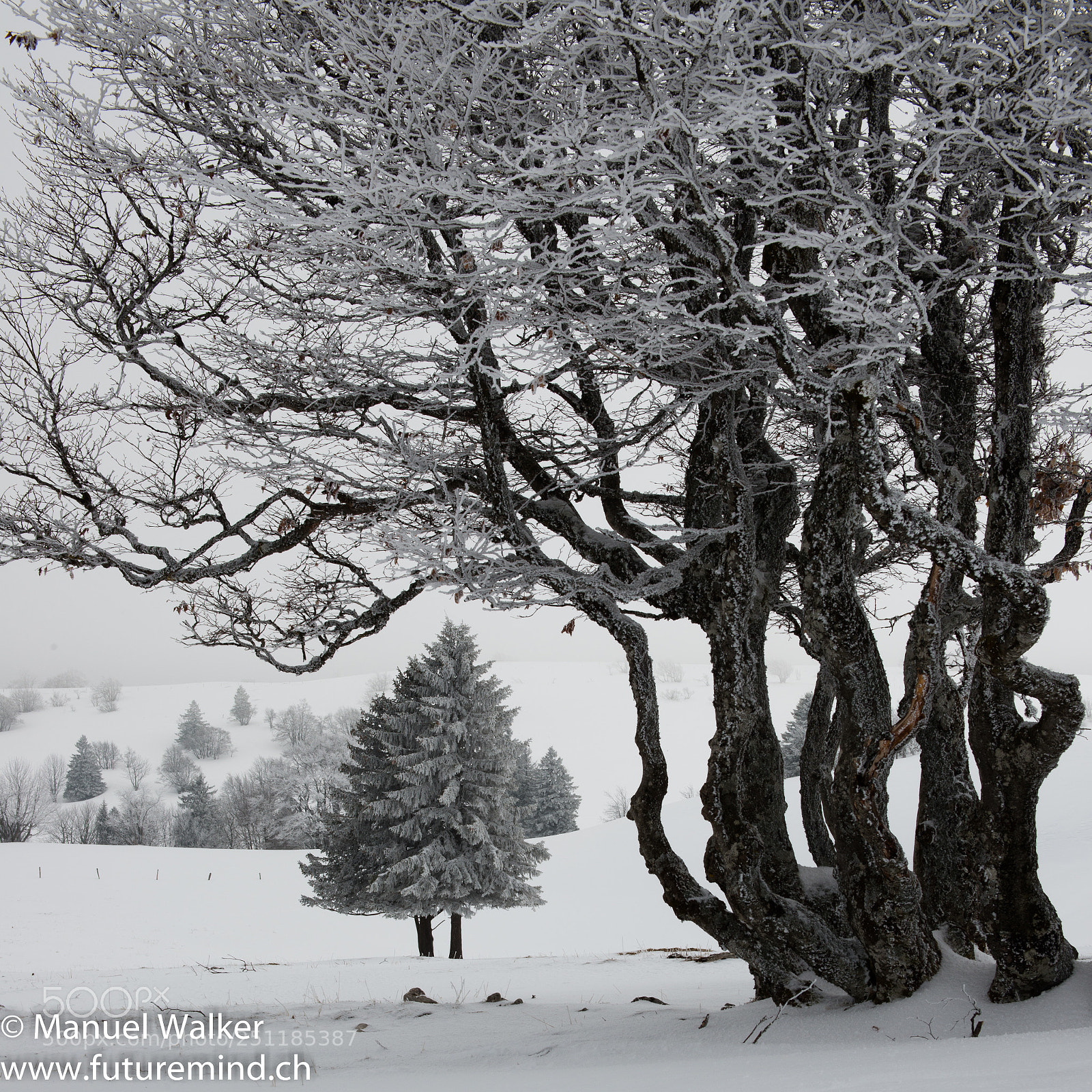 Nikon D800 sample photo. Trees... photography
