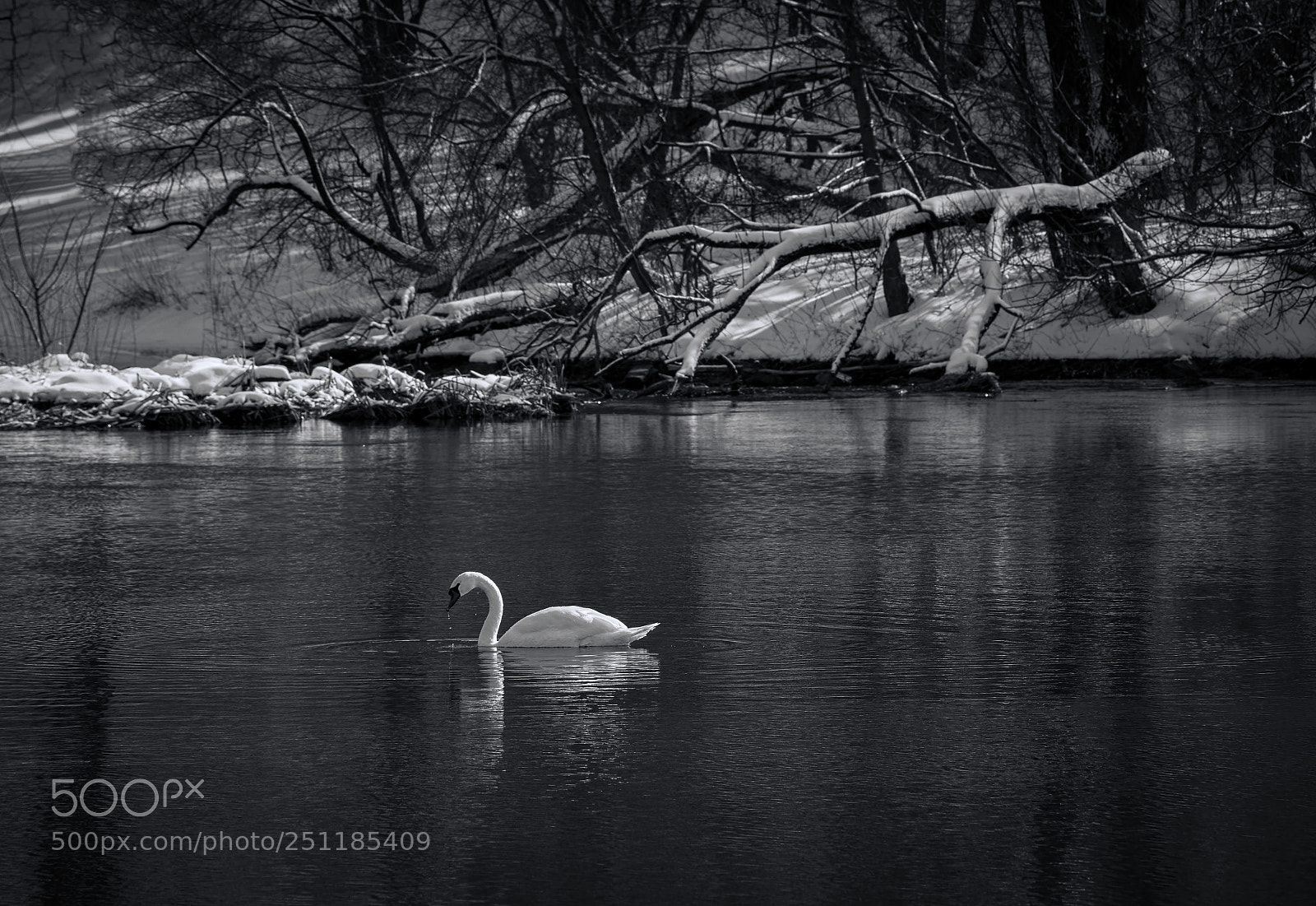 Nikon D800E sample photo. Swan b/ w photography
