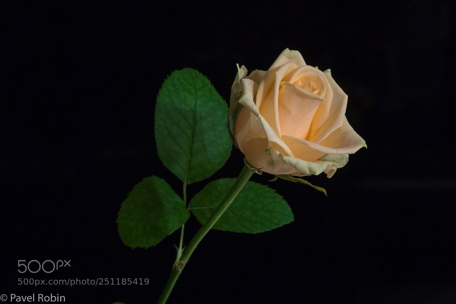Nikon D5 sample photo. Rose photography