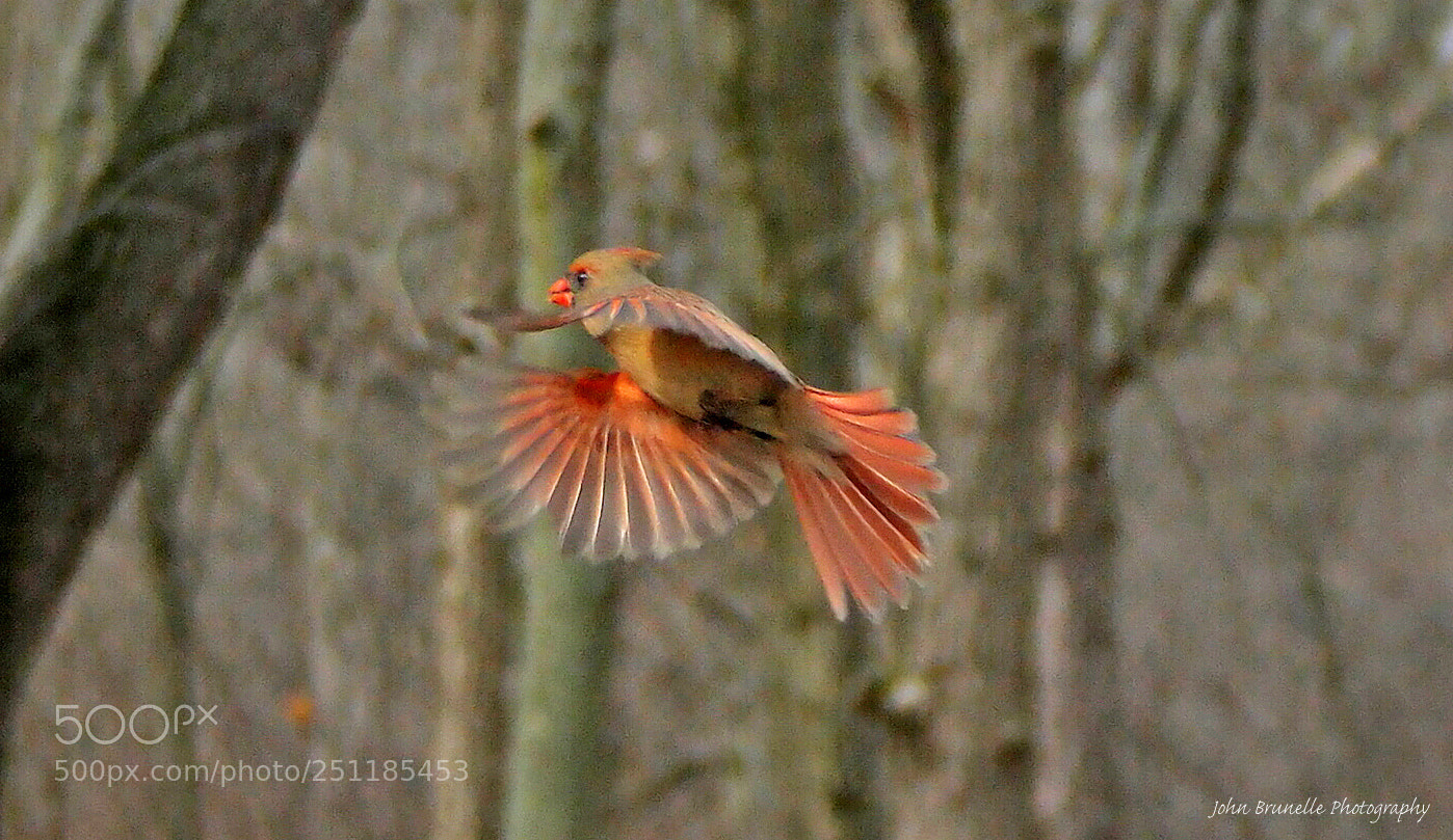 Samsung NX500 sample photo. Female cardinal march 28 photography