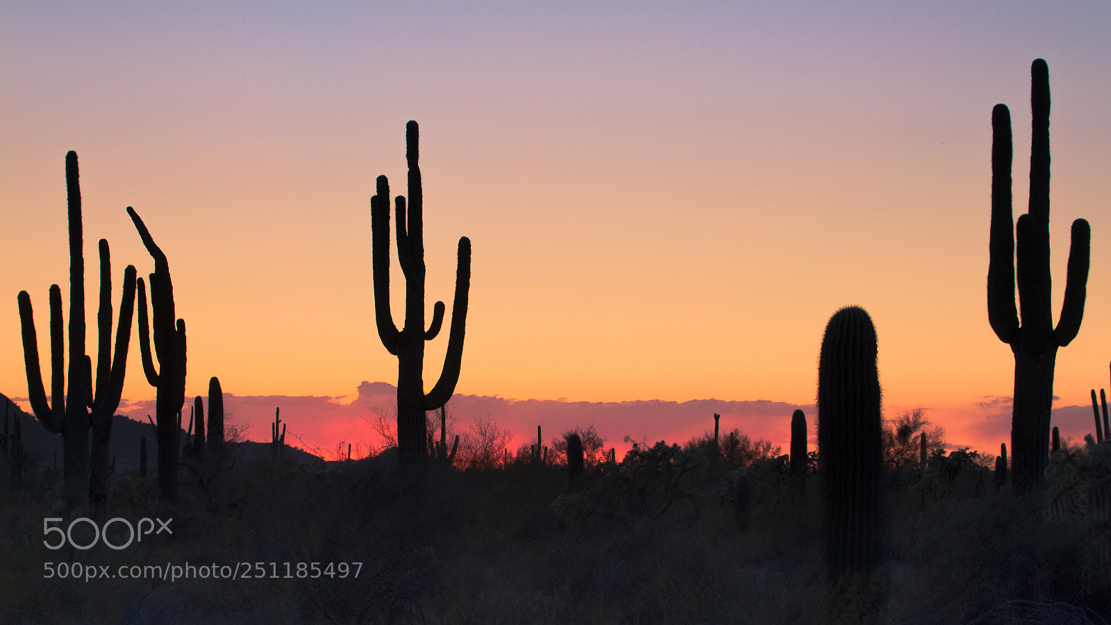 Canon EOS 7D sample photo. Saguaro sunset photography