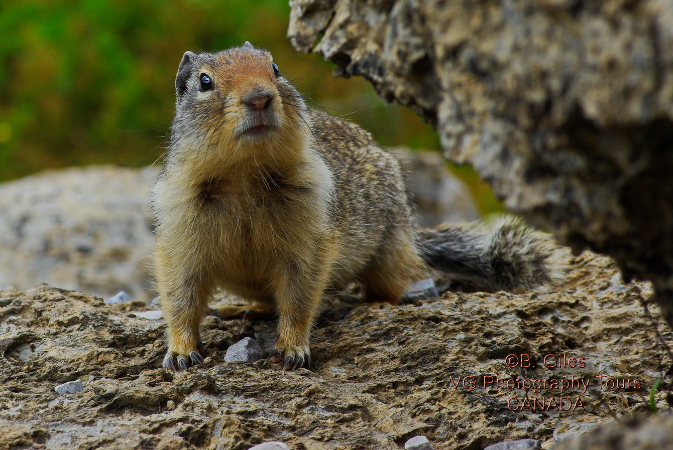 Pentax K10D sample photo. Don't feed him!!!! photography