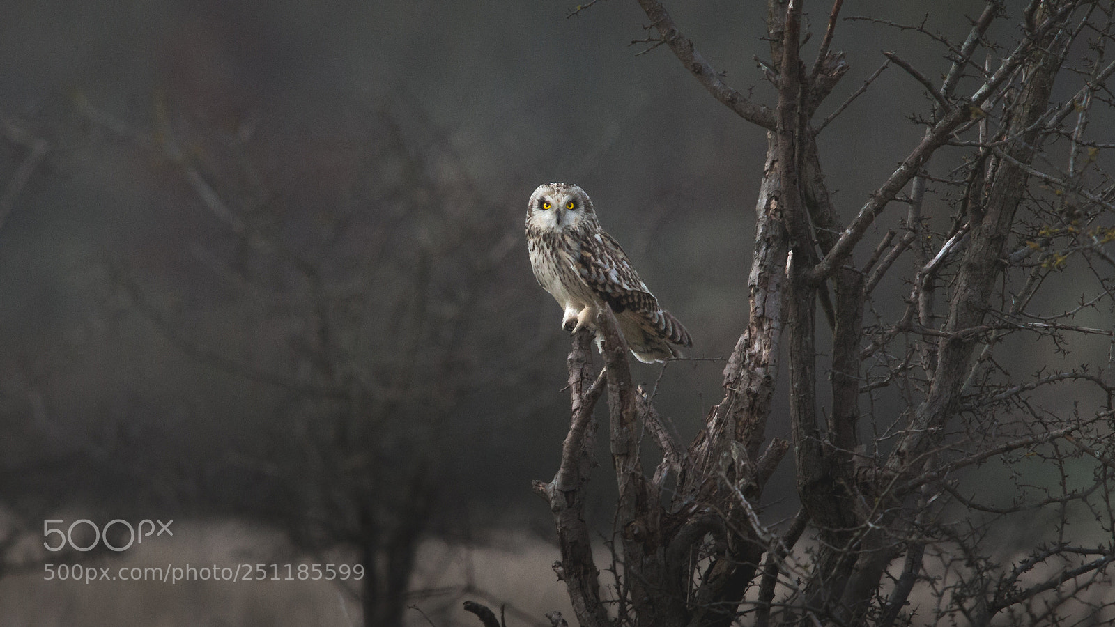 Canon EOS 700D (EOS Rebel T5i / EOS Kiss X7i) sample photo. Perched and ready photography