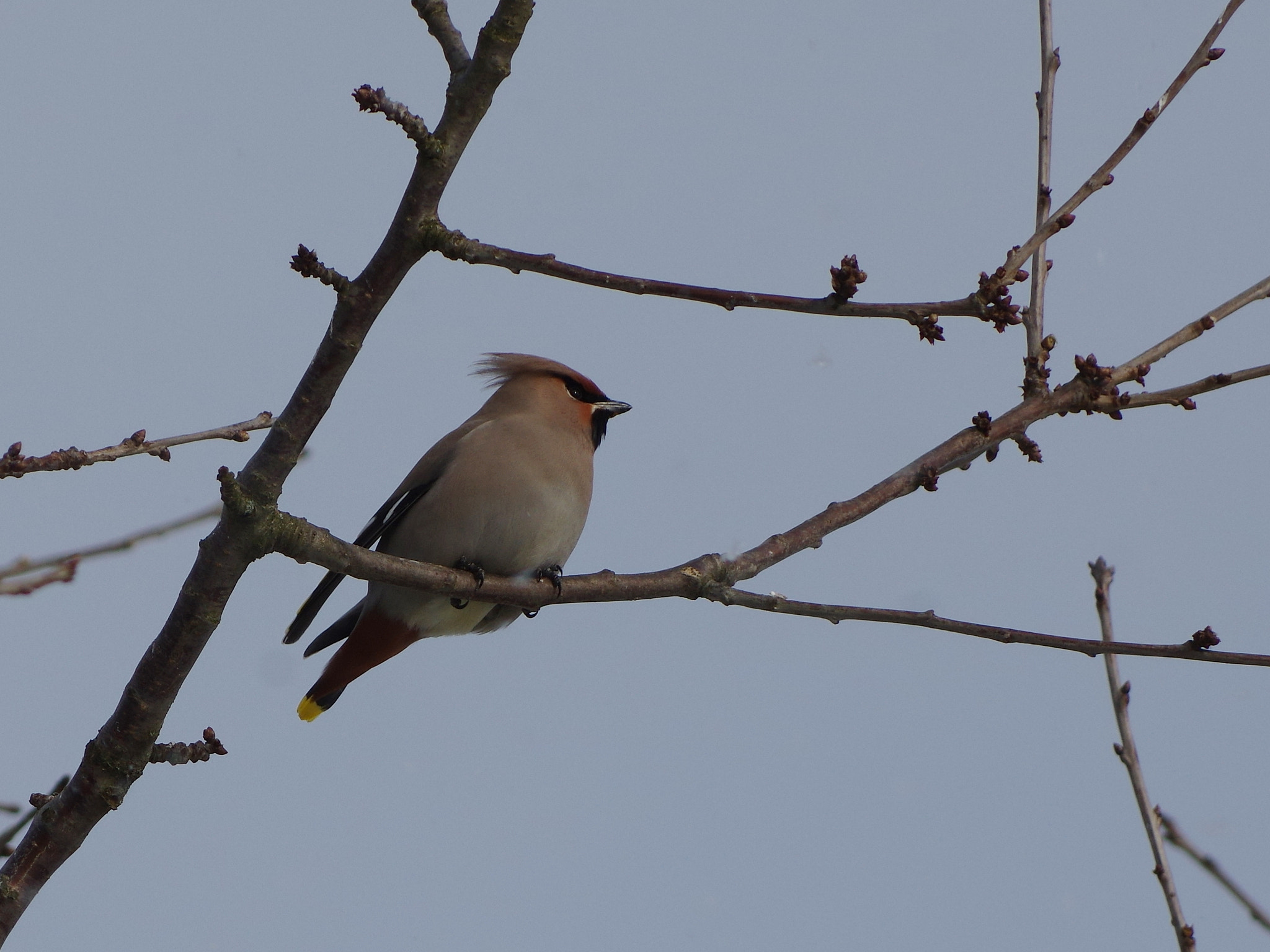 Pentax K-3 sample photo. (bombycilla garrulus svirbelis photography