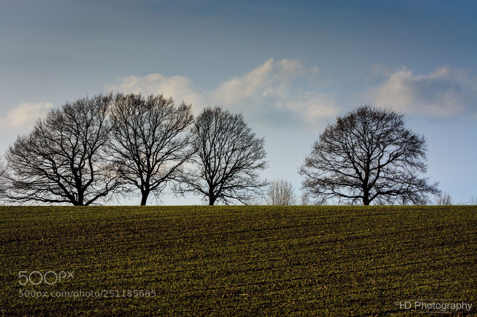 Nikon D7100 sample photo. Trees photography