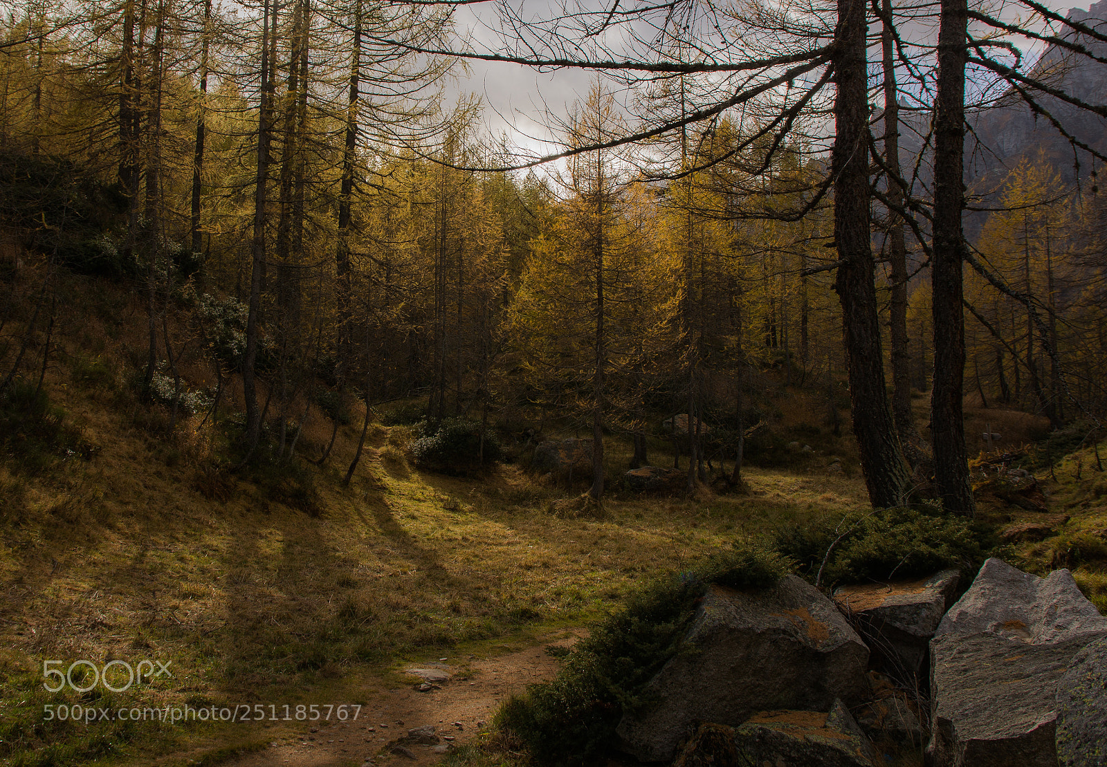 Nikon D7100 sample photo. Autumn woods photography