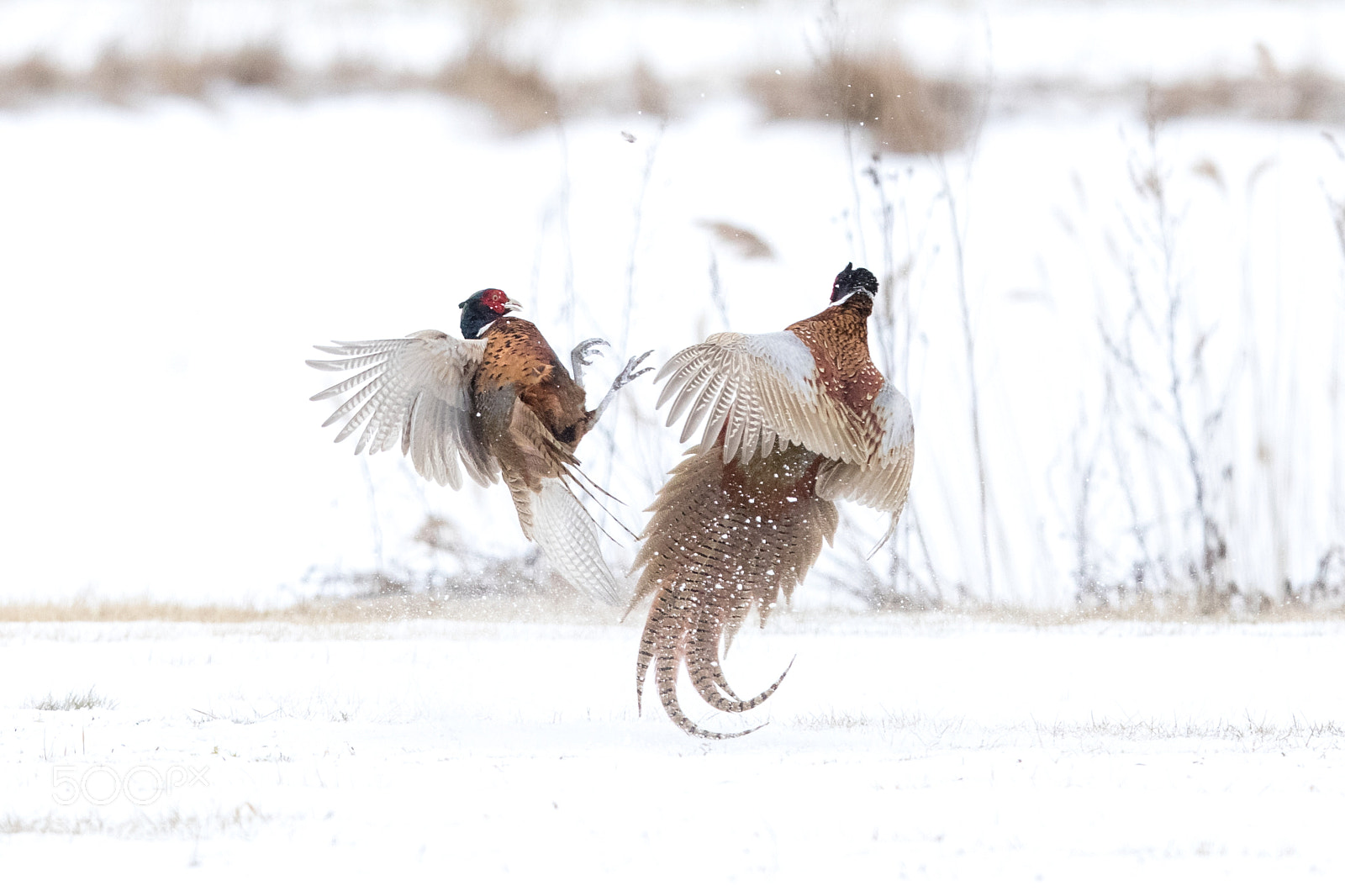Canon EOS 5D Mark IV sample photo. Common pheasant photography