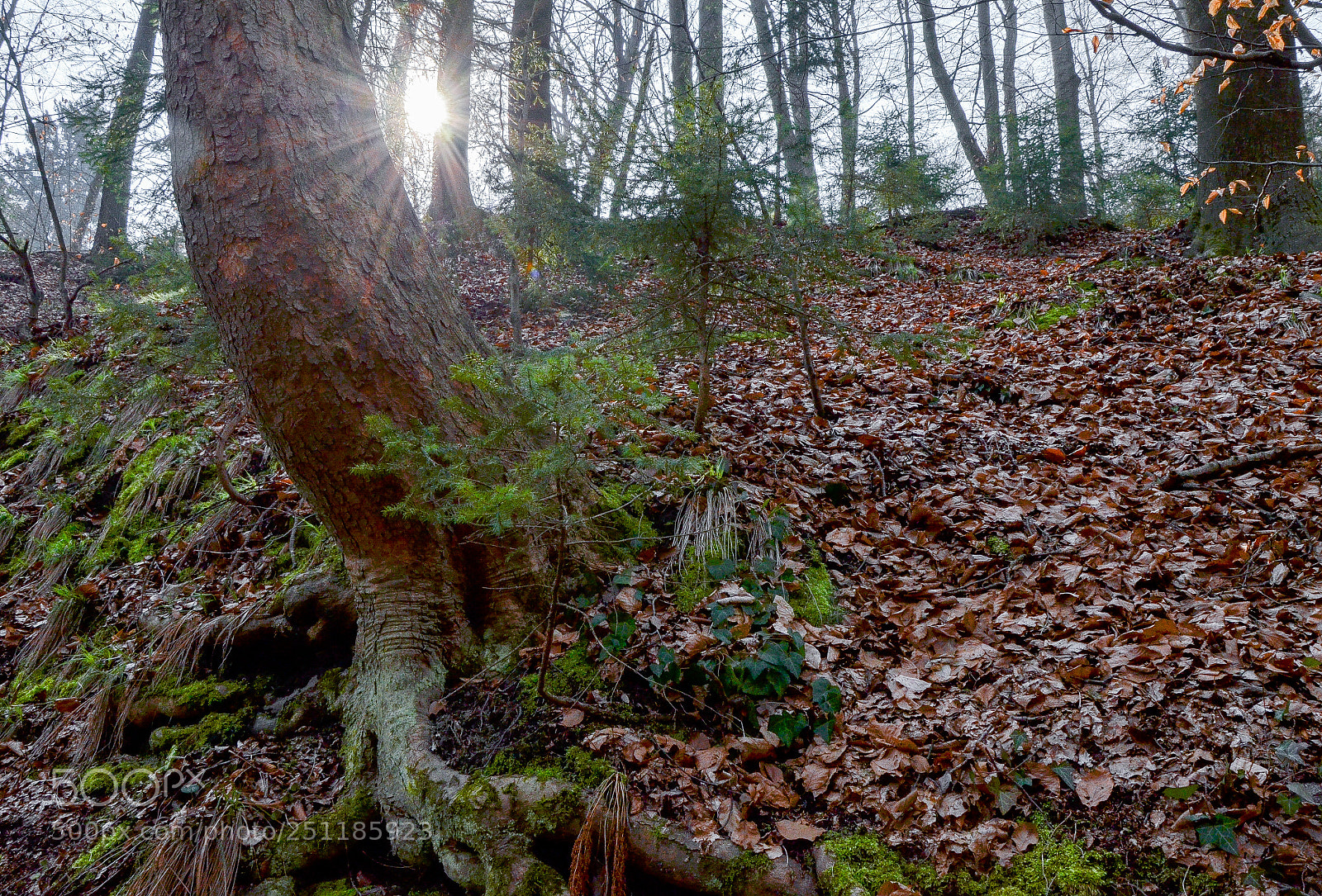 Nikon D5100 sample photo. There comes the sun photography