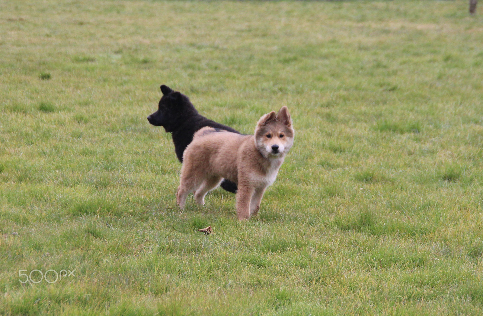 Canon EOS 600D (Rebel EOS T3i / EOS Kiss X5) sample photo. Akira und luna photography