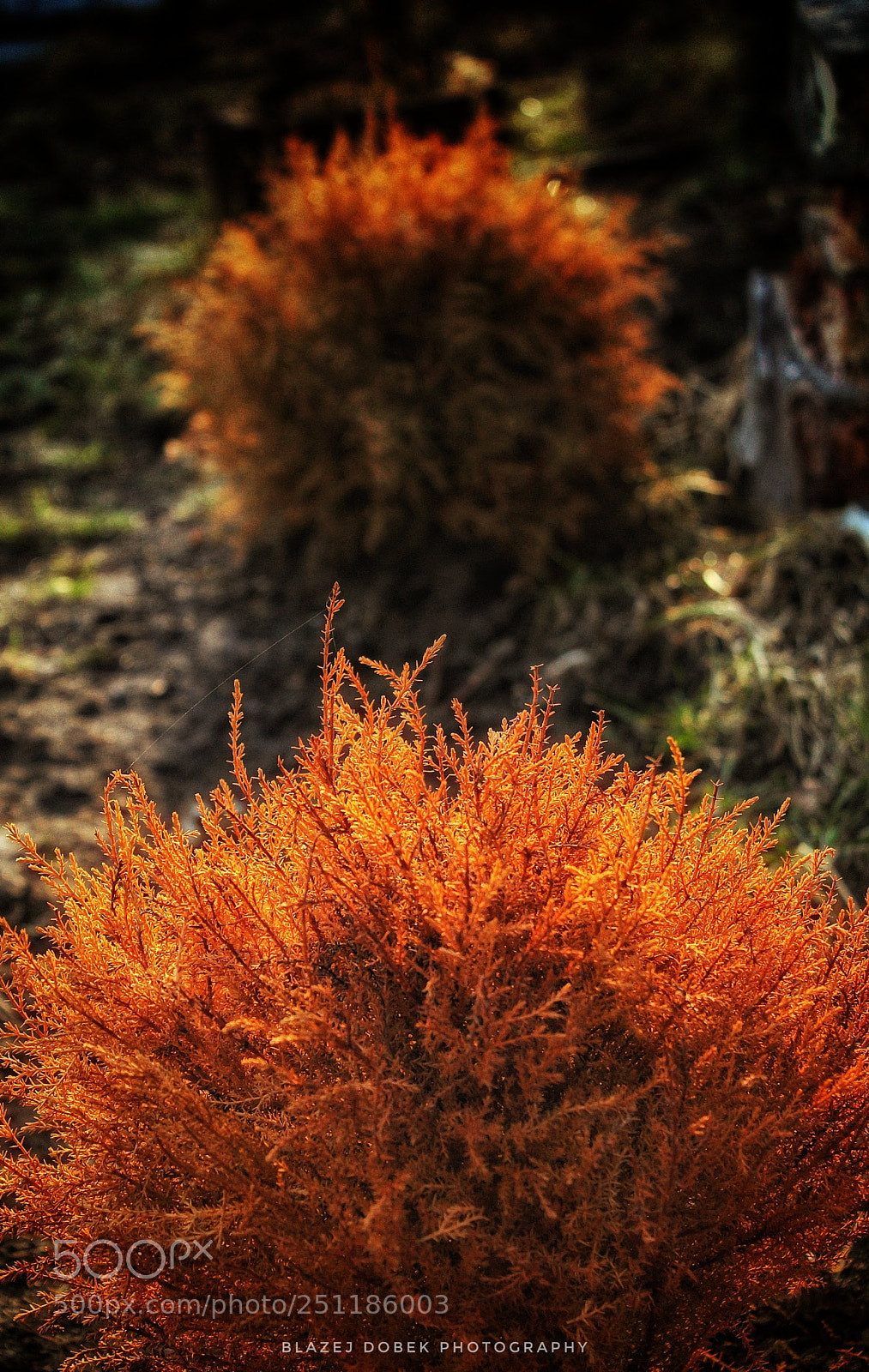 Canon EOS 1200D (EOS Rebel T5 / EOS Kiss X70 / EOS Hi) sample photo. A dried tree photography