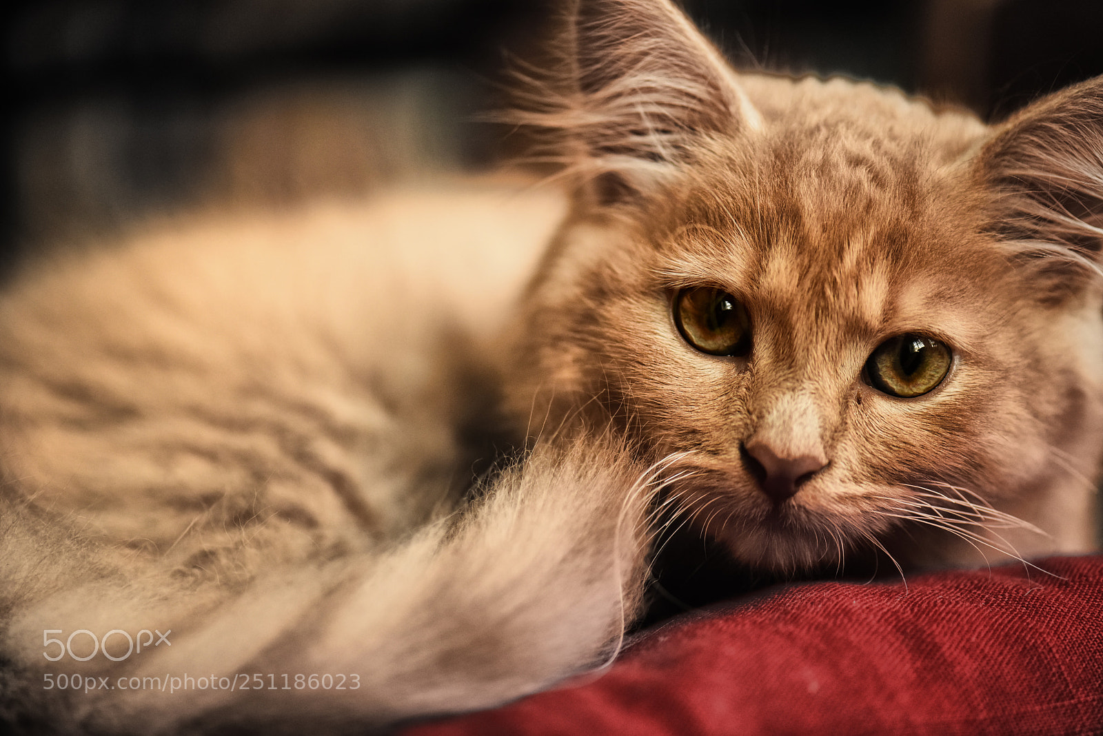 Nikon D810 sample photo. Louis photography