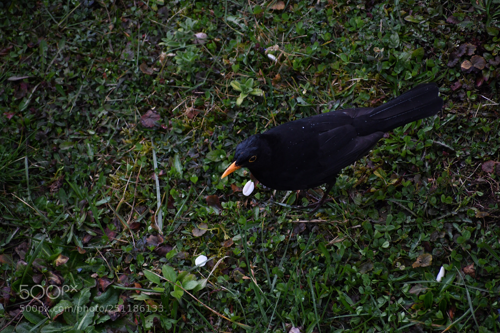 Nikon D7500 sample photo. Blackbirds green photography