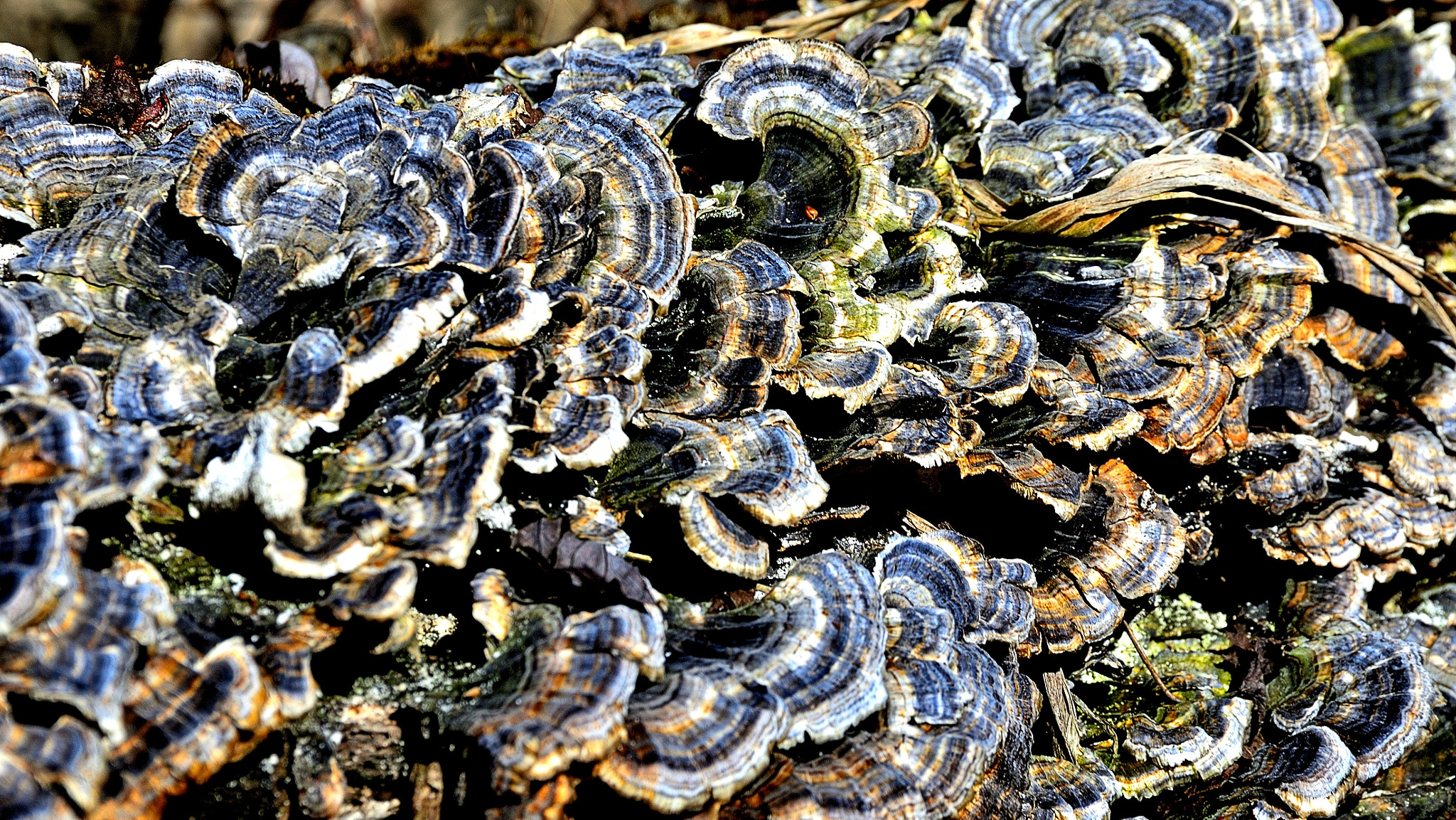 Nikon D7000 sample photo. Mosaic on a log photography