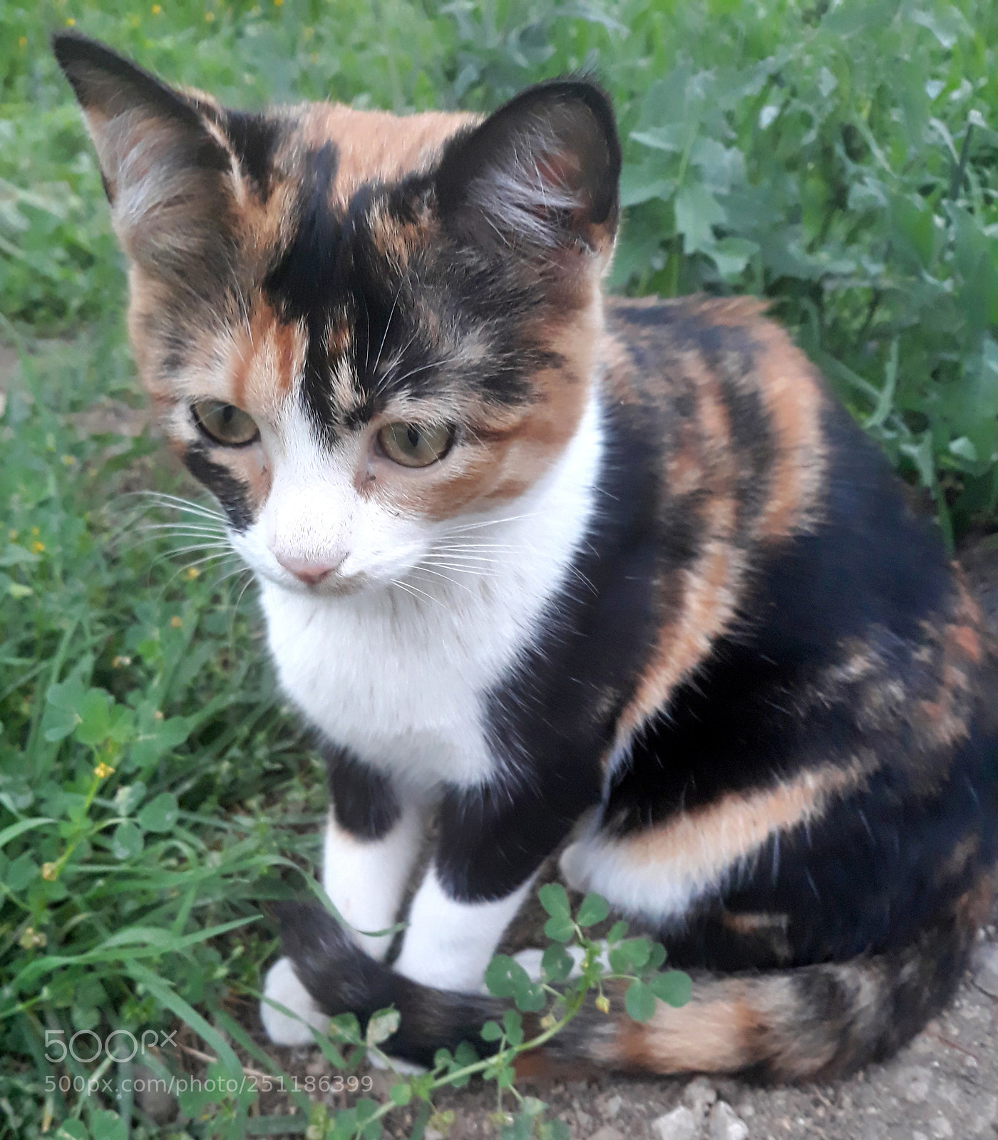 Samsung Galaxy J5 sample photo. Cat photography